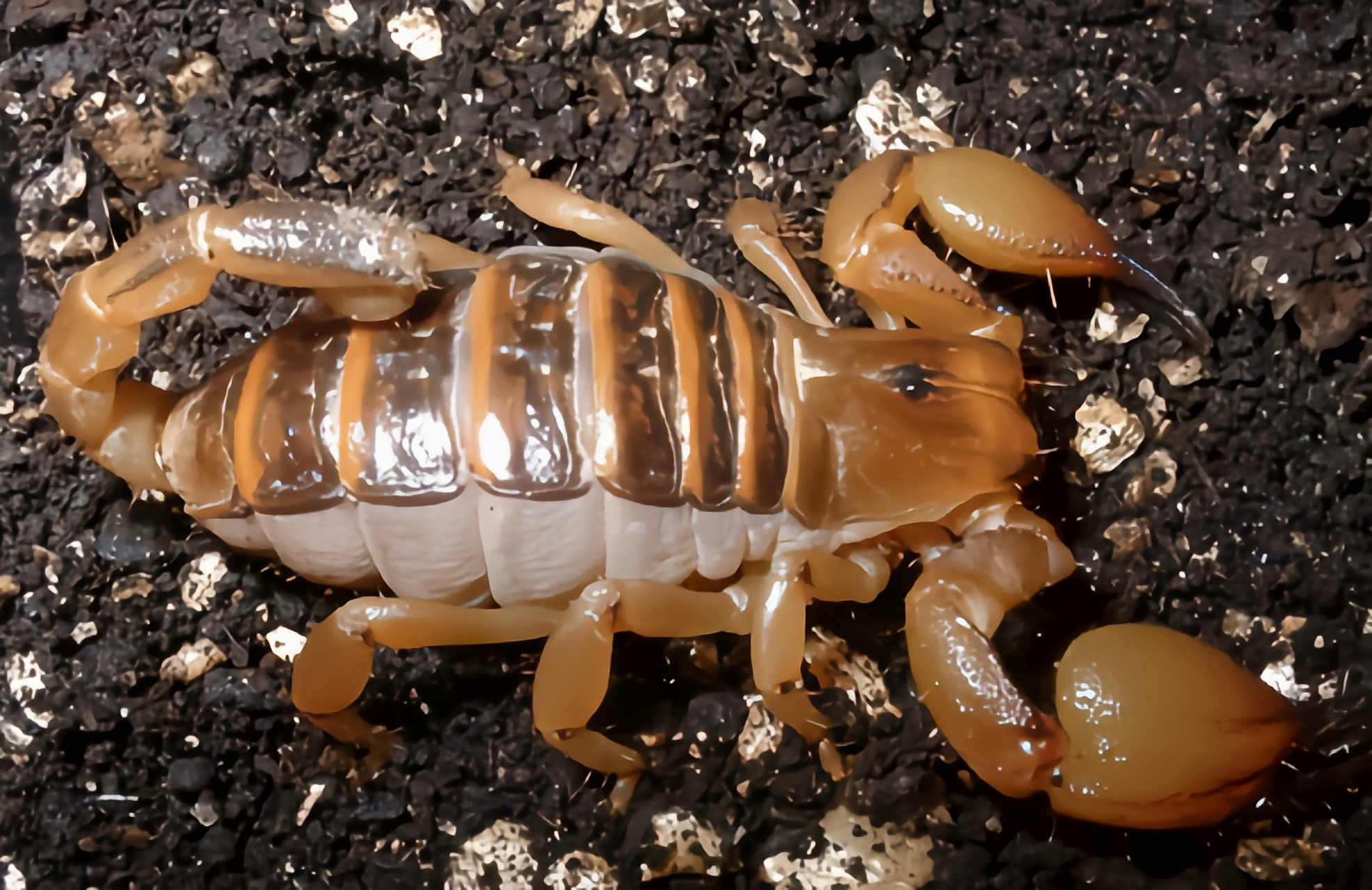 成蝎体长8-12厘米,钳肢,头胸部黄褐色,钳肢前