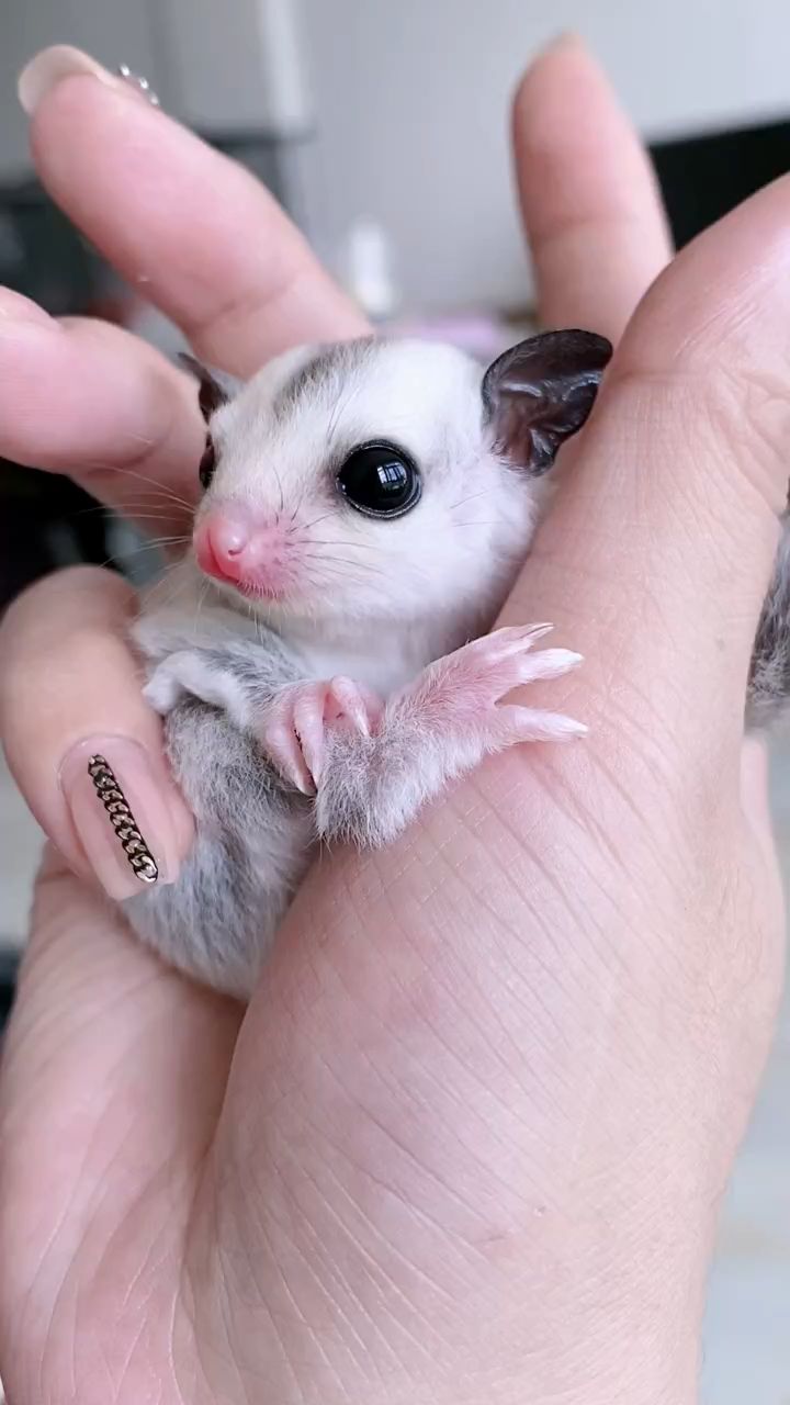 这样的小蜜袋鼯,可爱吗?