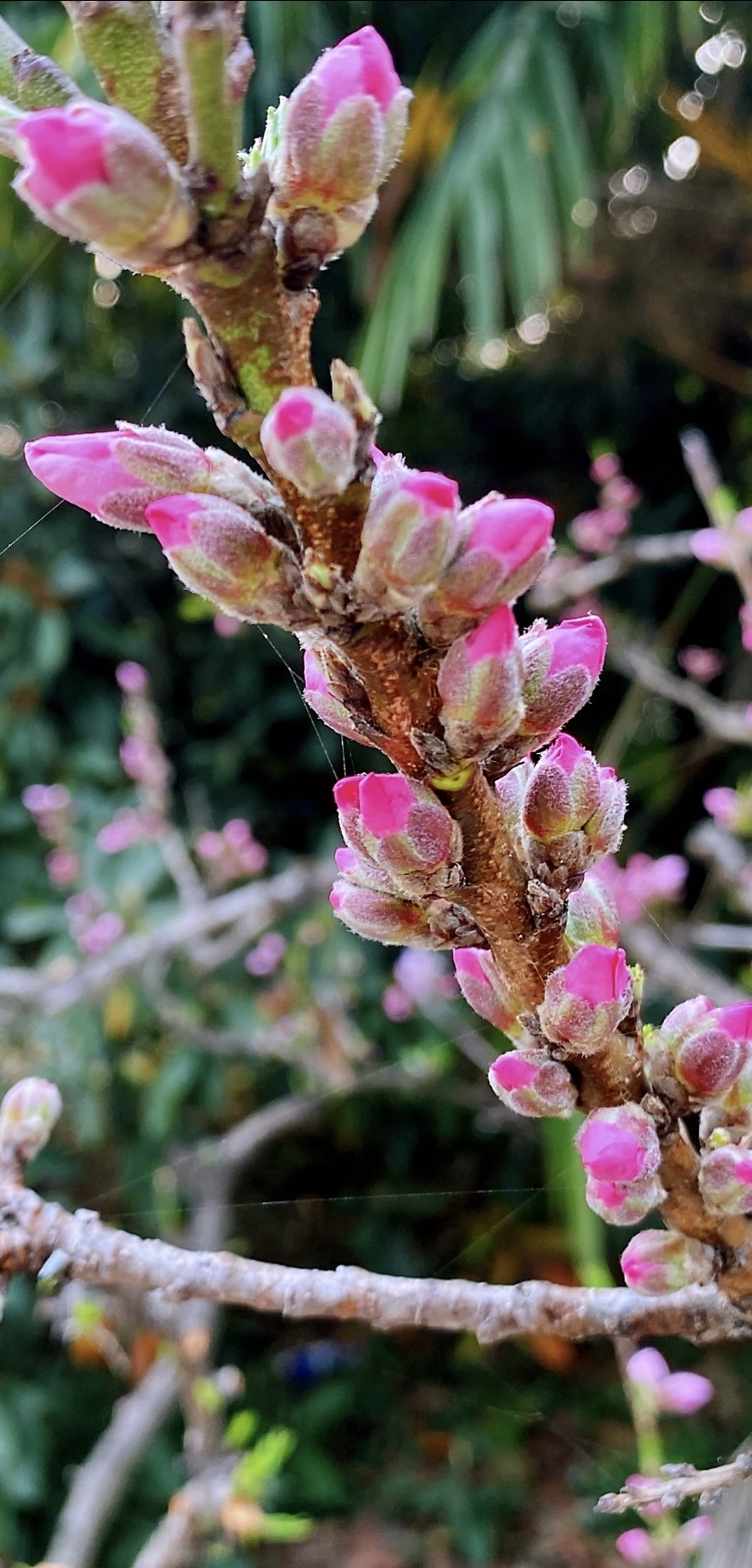 三月是一幅无框的画 文/江桦