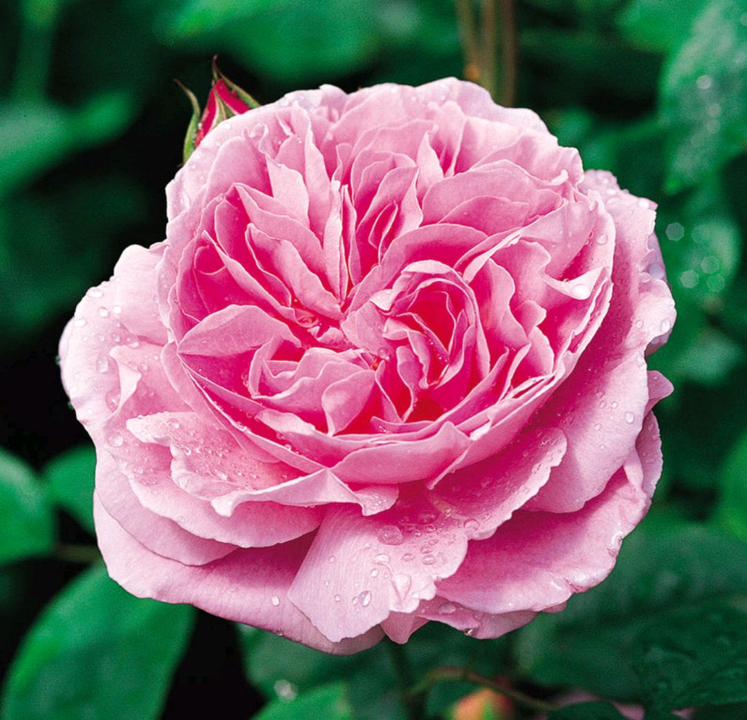 「耐热耐阴抗病」玛丽玫瑰(mary rose)