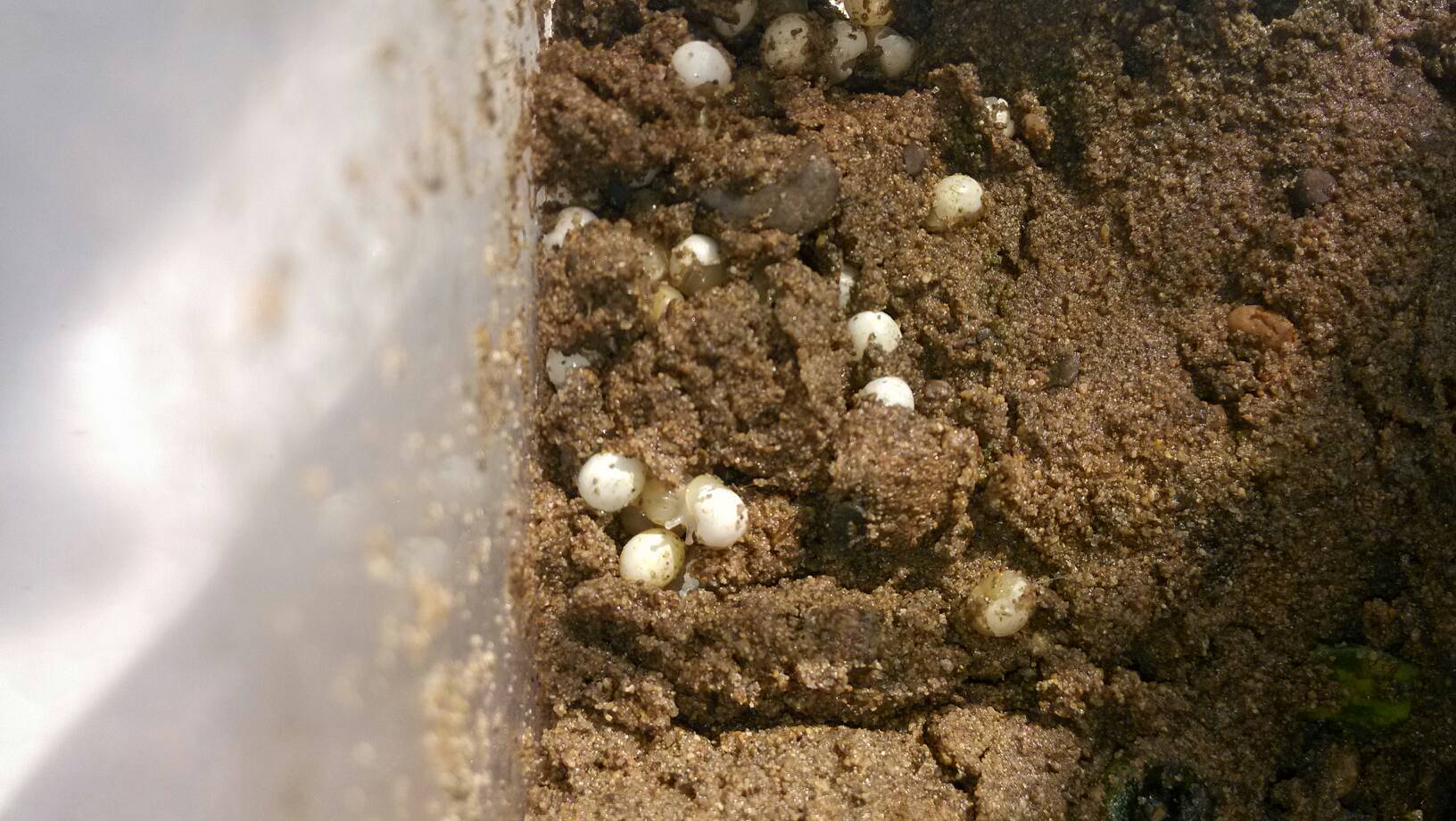 白玉蜗牛的卵怎么孵化
