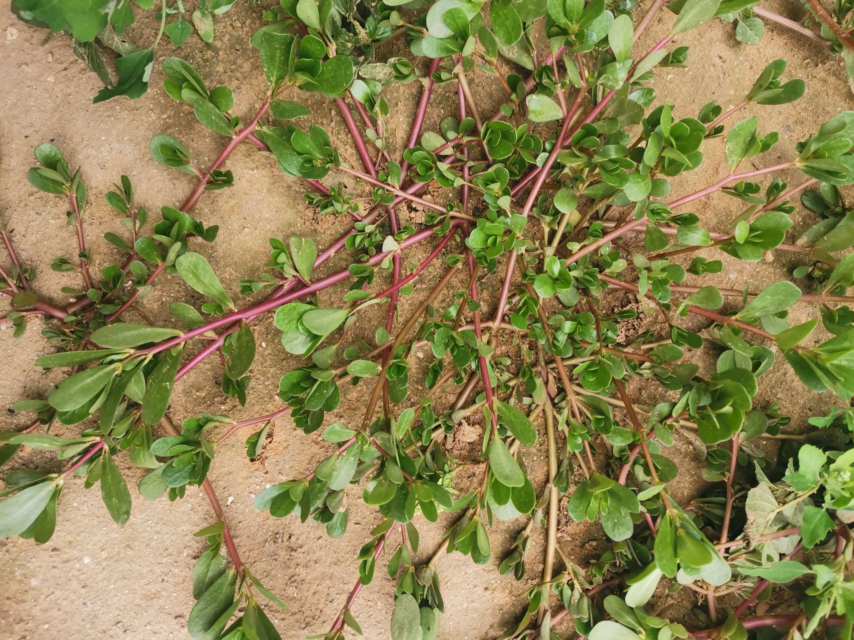 马食菜花图片