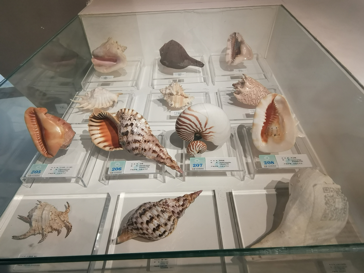 自驾游览大连贝壳博物馆