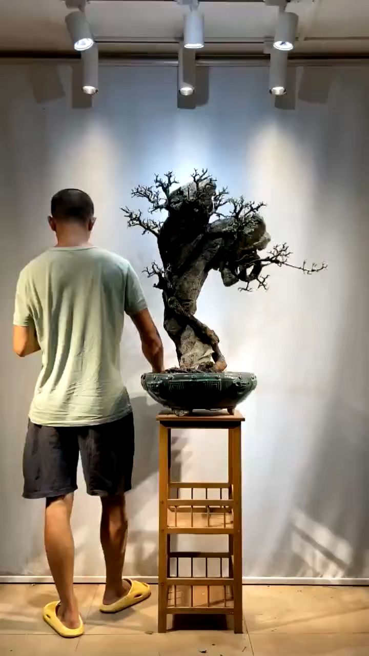 一棵抱石榆树盆景分享给大家欣赏一下.