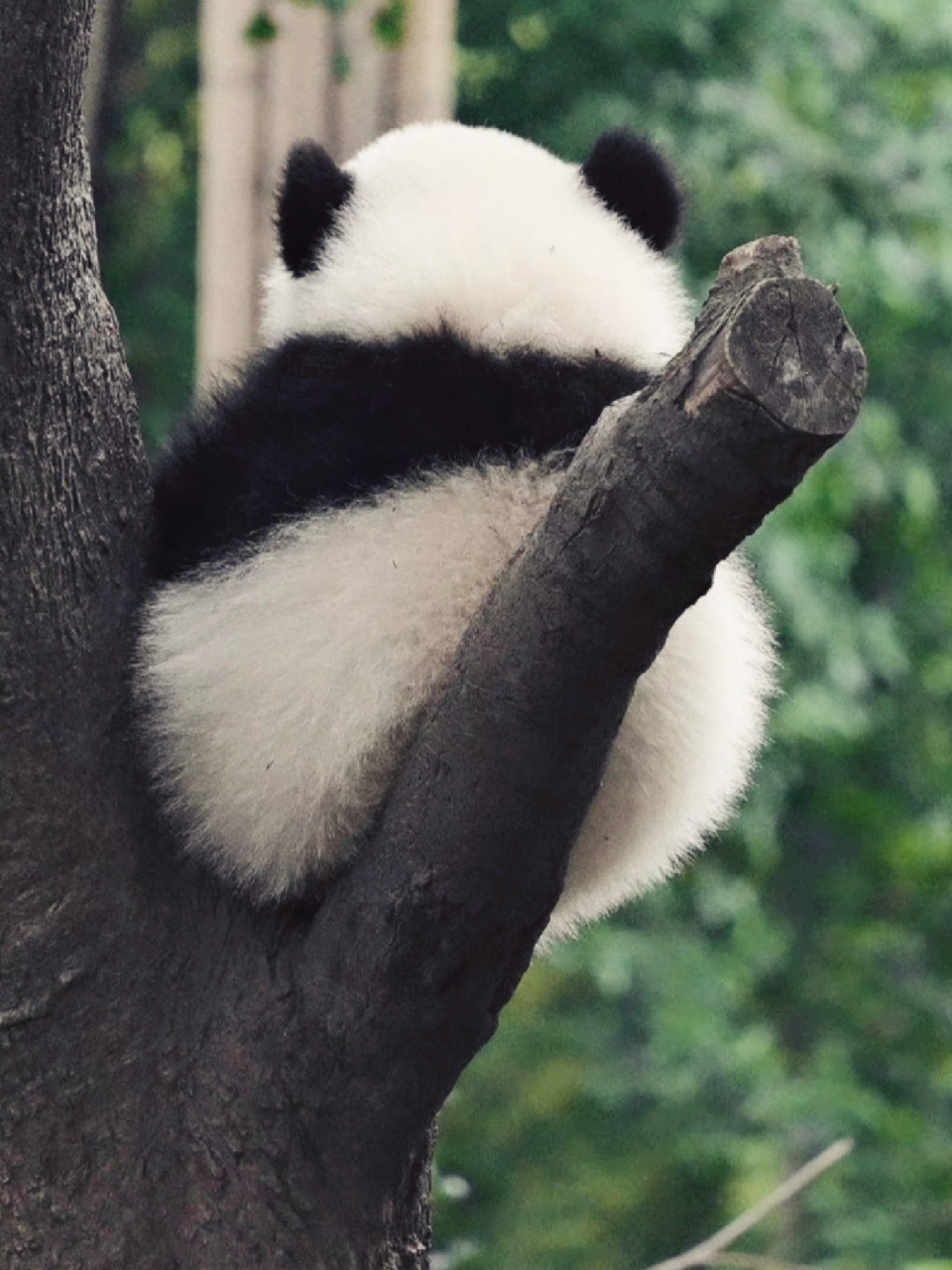 大熊猫# 树上长了一只熊猫果.