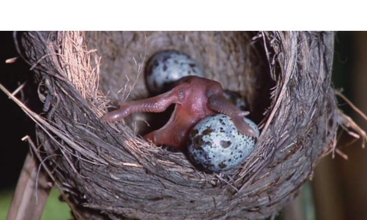 杜鹃鸟为什么会把蛋推出去