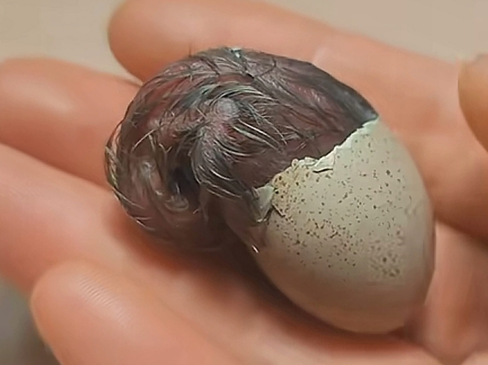 小鸡破壳而出,原来刚出生的小鸡是这样的!