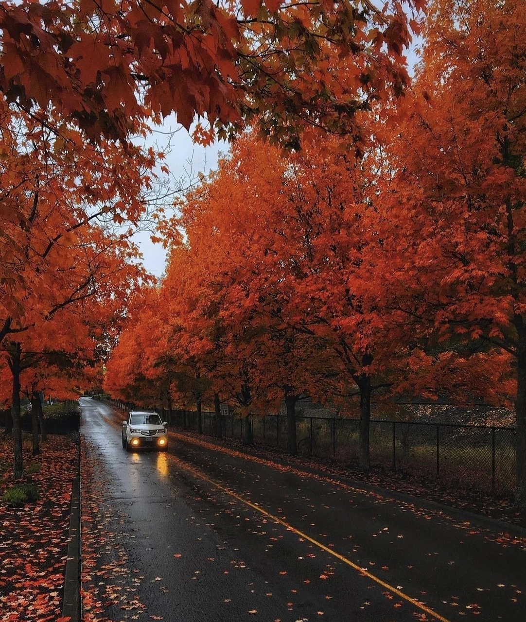 金秋图文动态创作节# 秋天落叶纷飞,黄色的落叶携手大地醉在这天冈破