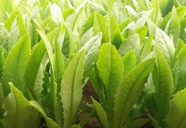 13,3田间管理油麦菜的生长期间对水分养分的把控油麦菜的生长过程需要