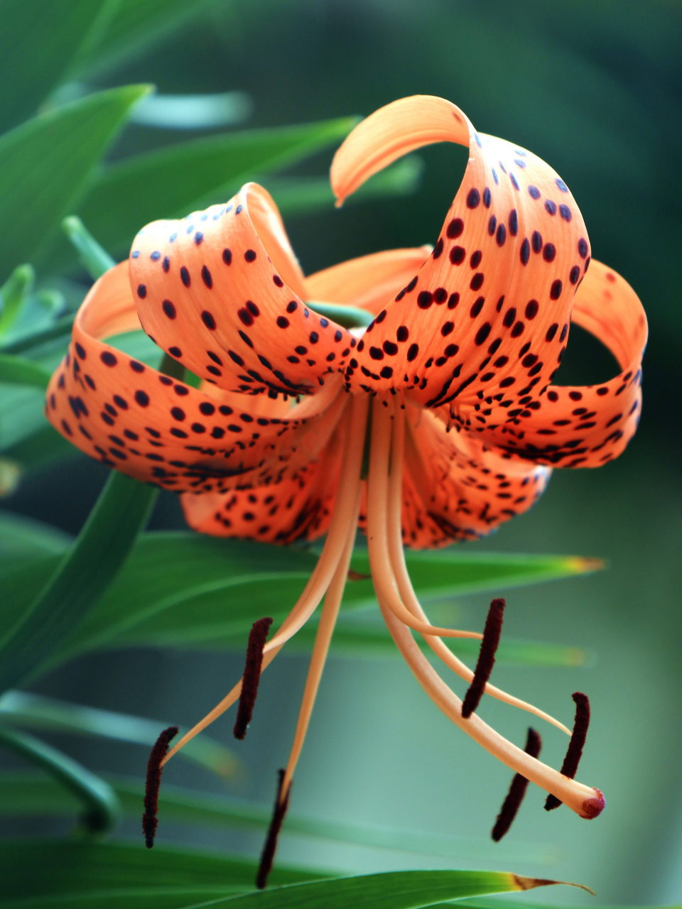 无法言语的美 卷丹,别名:虎皮百合,倒垂莲,药百合,是百合科百合属植物