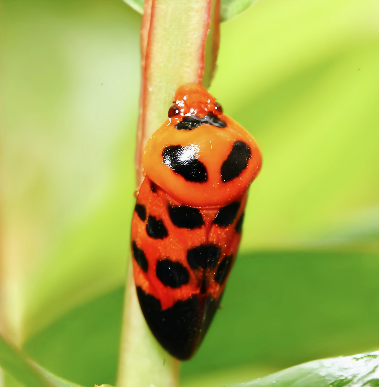 每天认识一种昆虫——黑斑丽沫蝉 黑斑丽沫蝉又红泡蝉,是半翅目,沫蝉