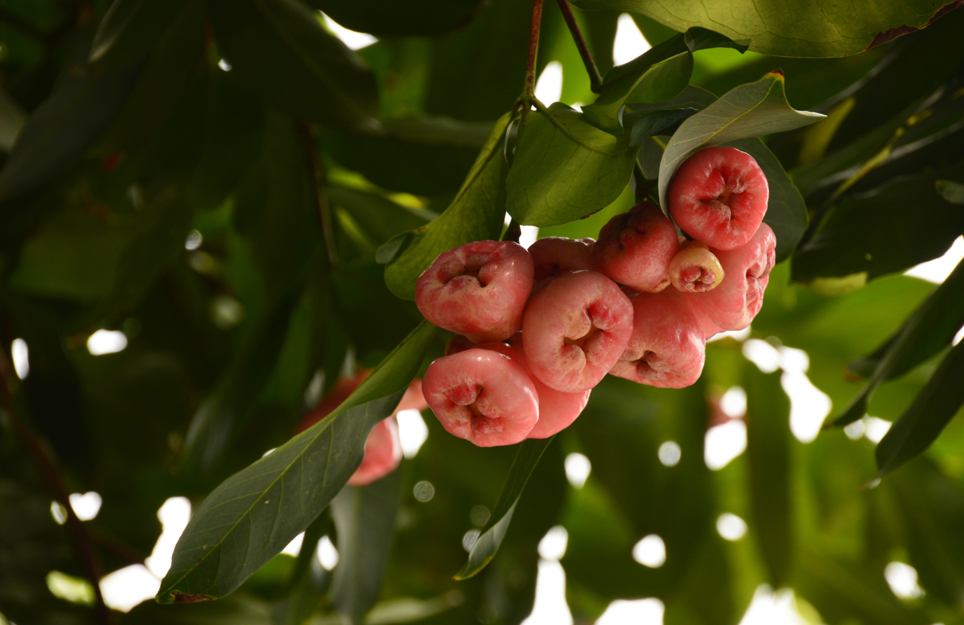 下图中的果子,我们叫"番鬼蒲桃",它还有一个鼎鼎的名字——莲雾.