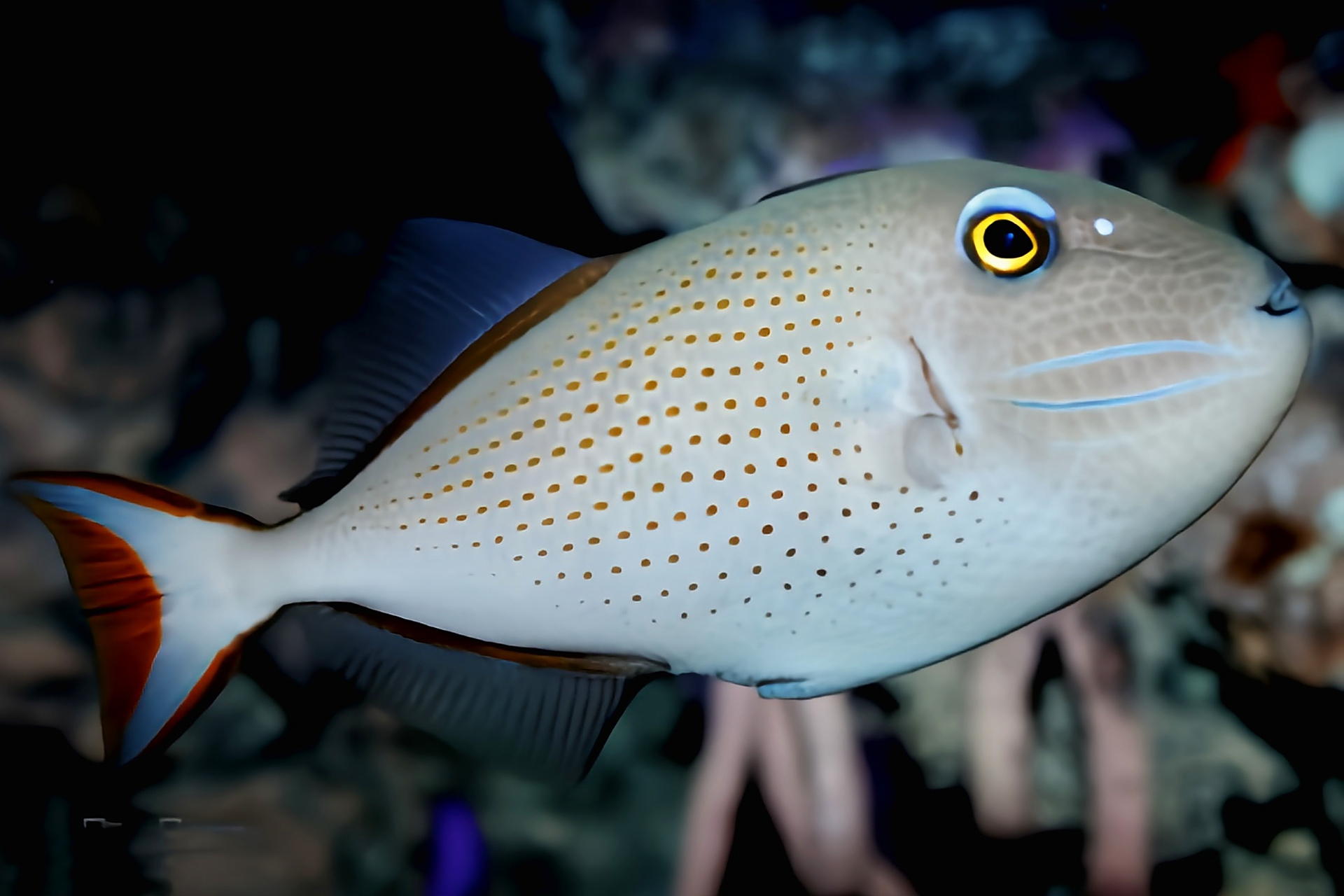 每天认识一种动物——凹纹炮弹鱼 凹纹炮弹鱼别名大西洋黄鳞鲀,原产于