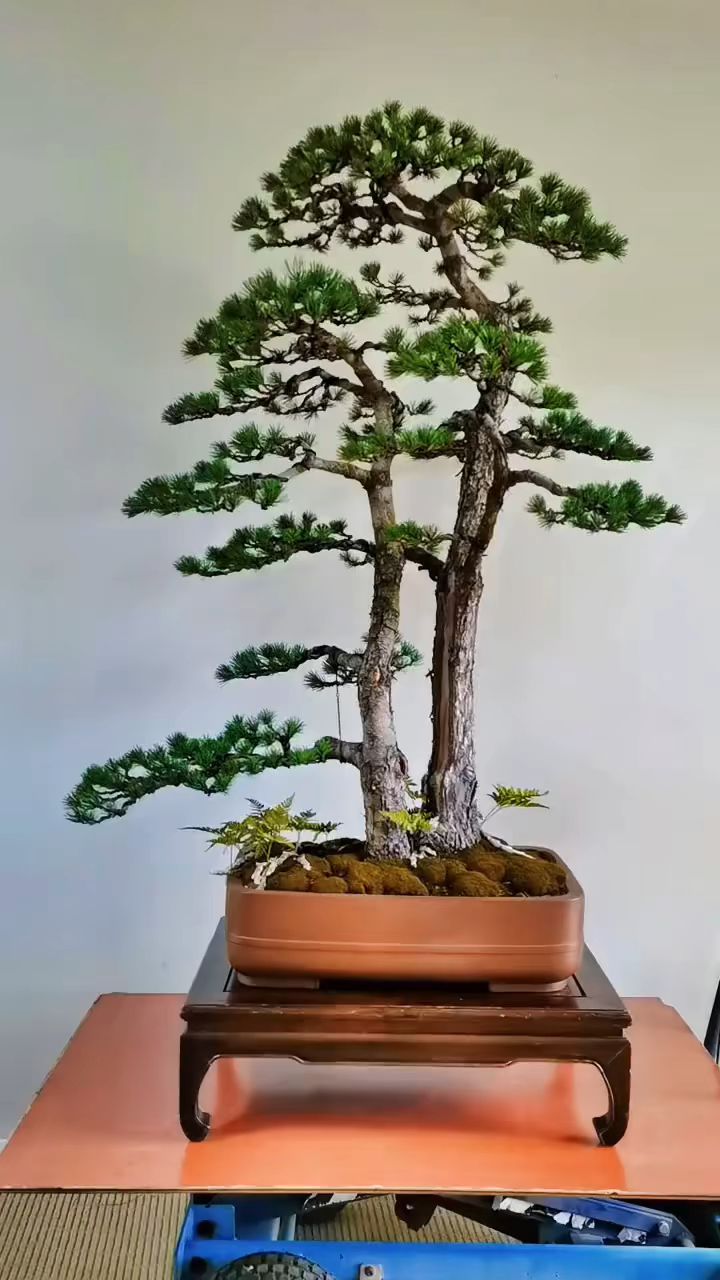 一本双杆五针松,状态极佳