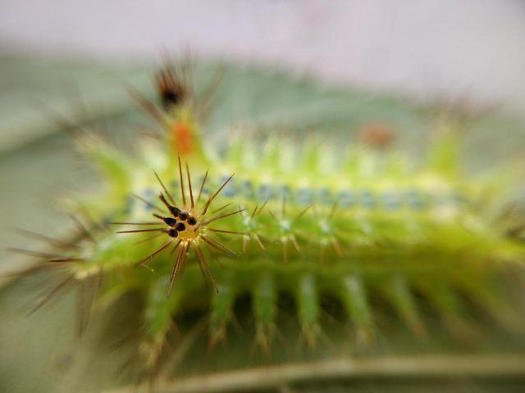 这种毛毛虫叫"洋辣子",是农业最大害虫,喜欢吃农作物!#动态创作月