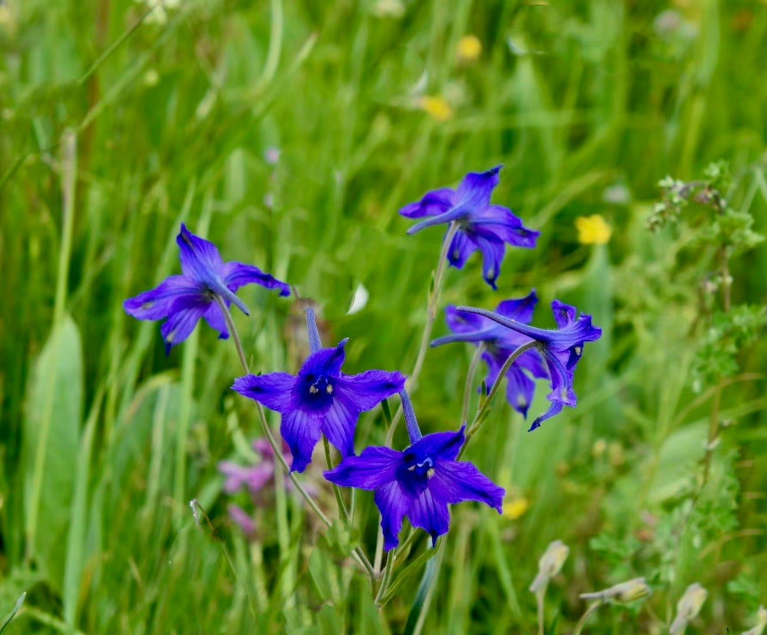 一花一语:翠雀草        翠雀花是高原上的"蓝色精灵",一朵朵花型别致