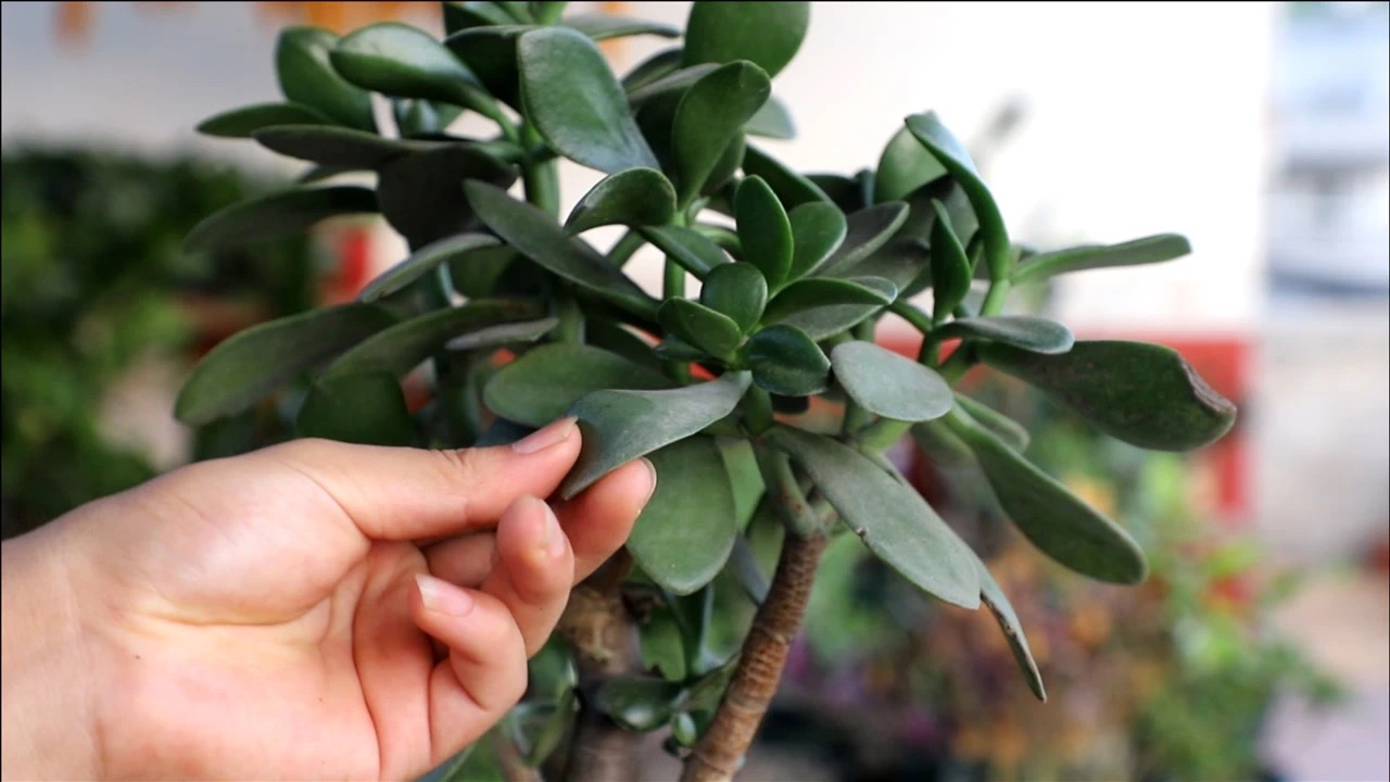 4种漂亮耐旱"盆栽",很好养不费力,出门一个月不管,照样完美