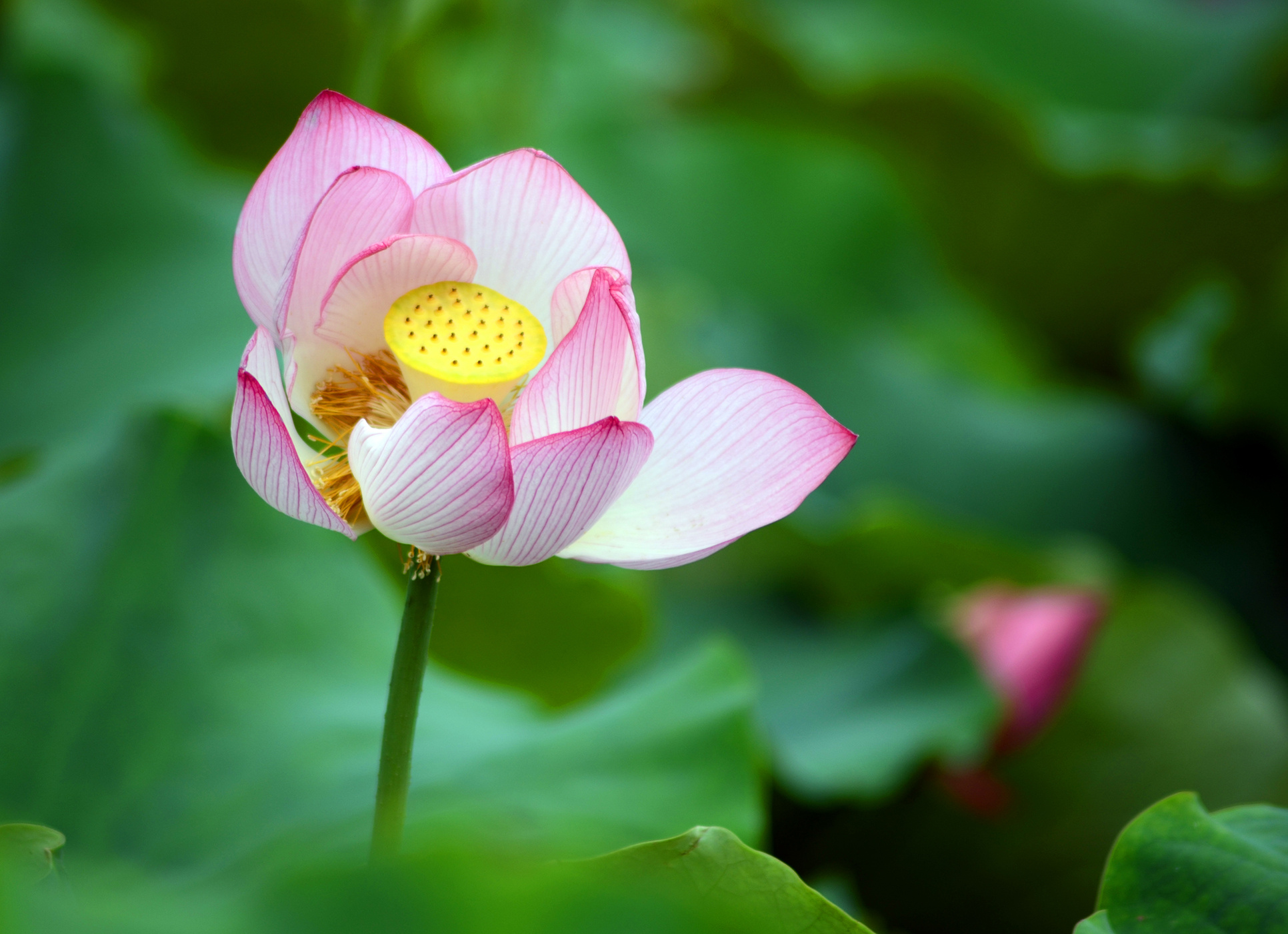 夏天雨后的荷花,楚楚动人