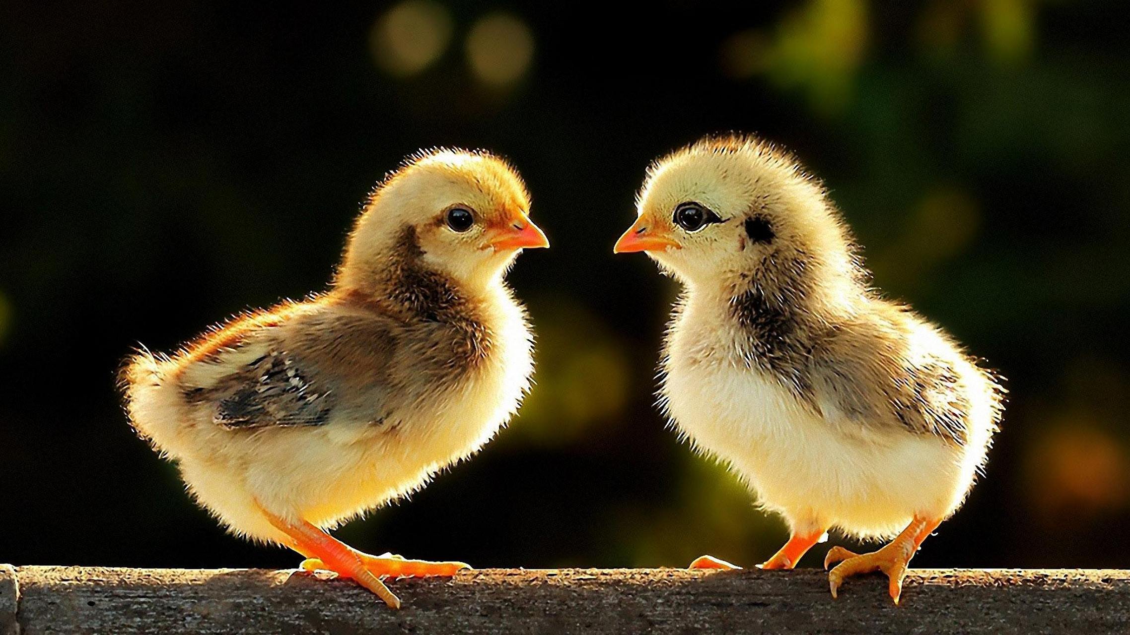 发酵辣椒粕关注雏鸡饲养管理的关注点 雏鸡快到的时候,养殖户也会提前