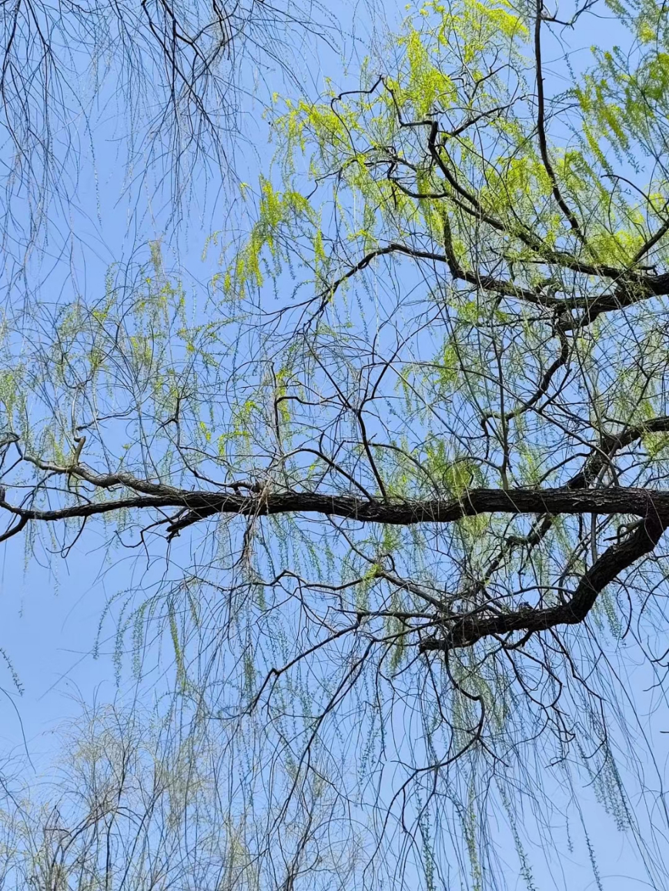 春天暖风吹图片