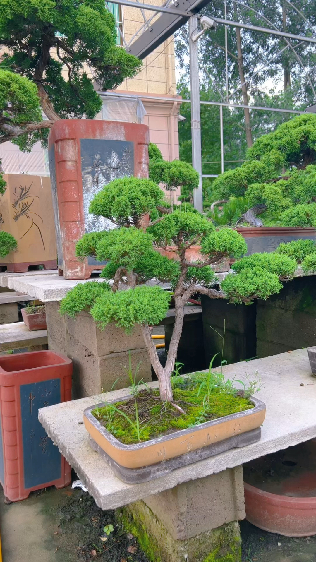 原生态济州真柏盆景,全部三位数带回家,喜欢的关注一下吧.