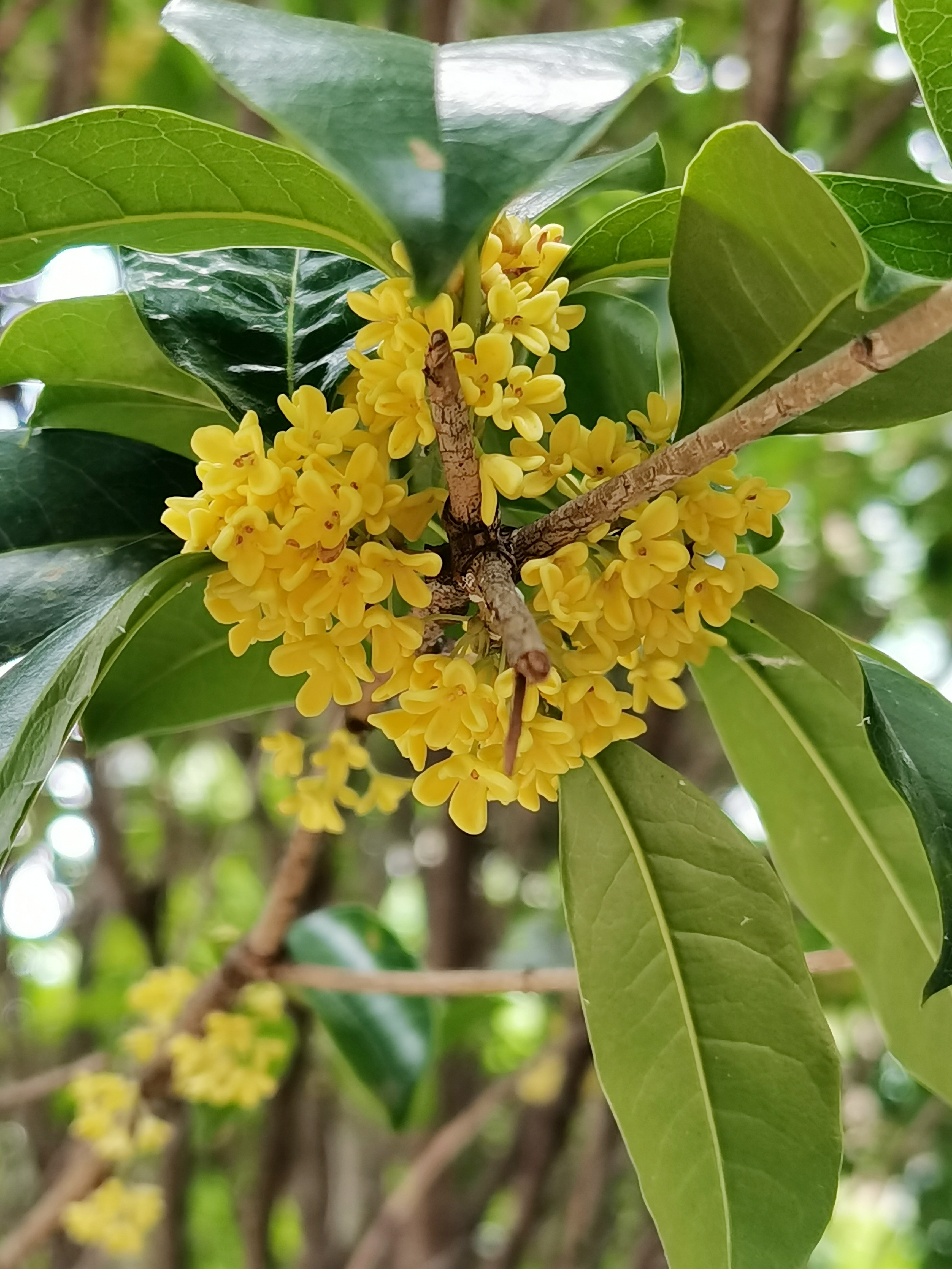 原产我国,为珍贵的观