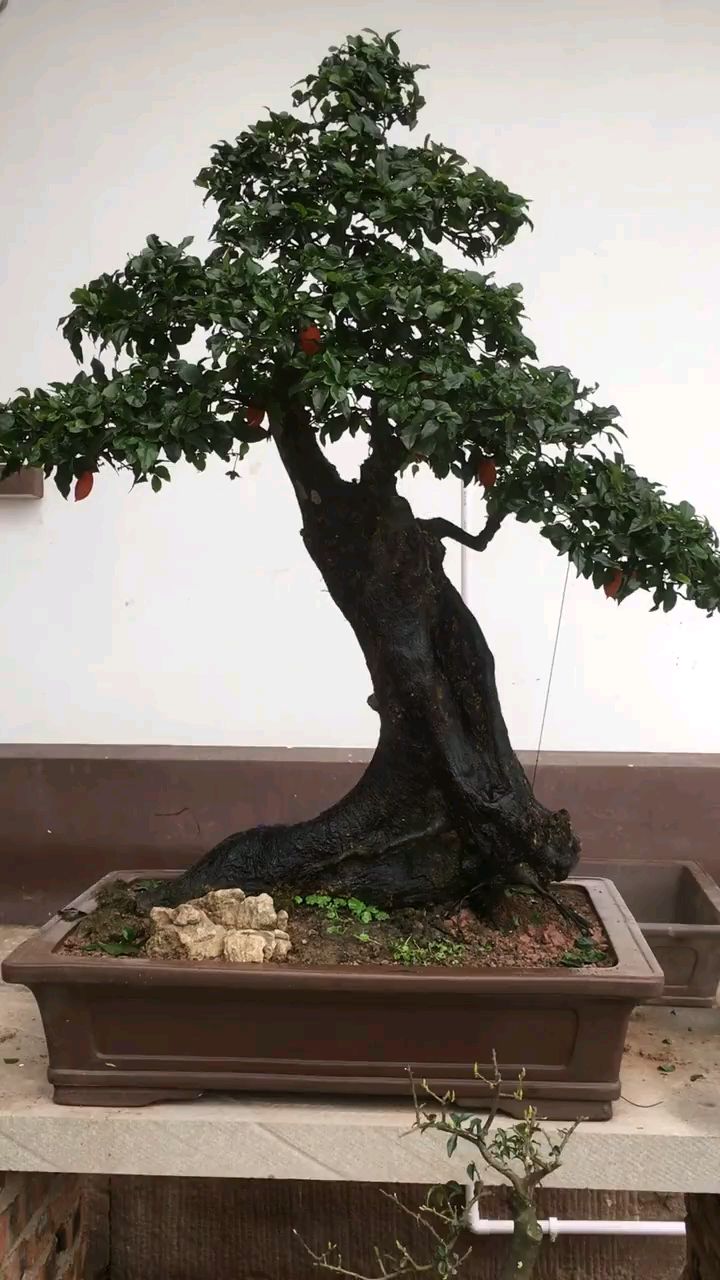 高端大气上档次的小叶金弹子