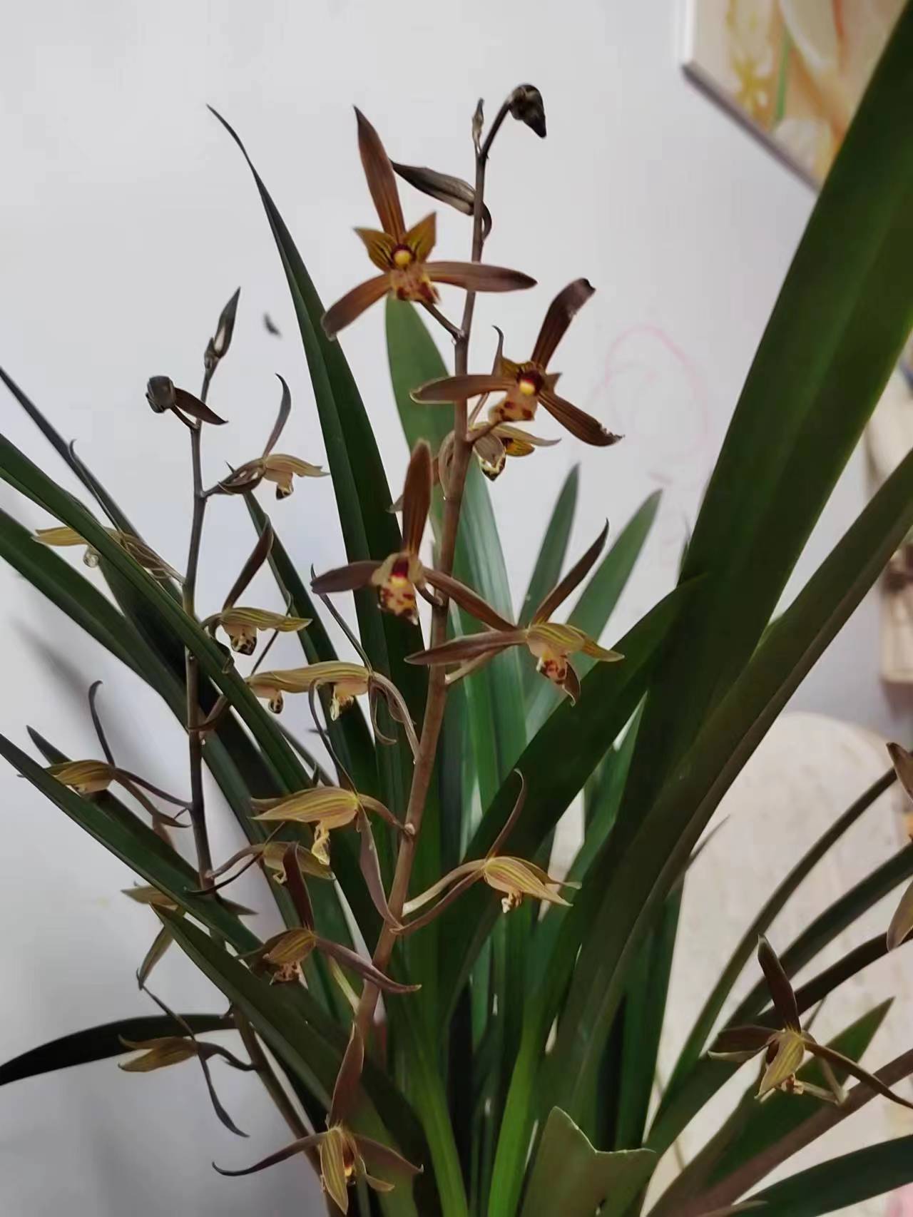 养花那点事 墨兰终于憋不住了开花了