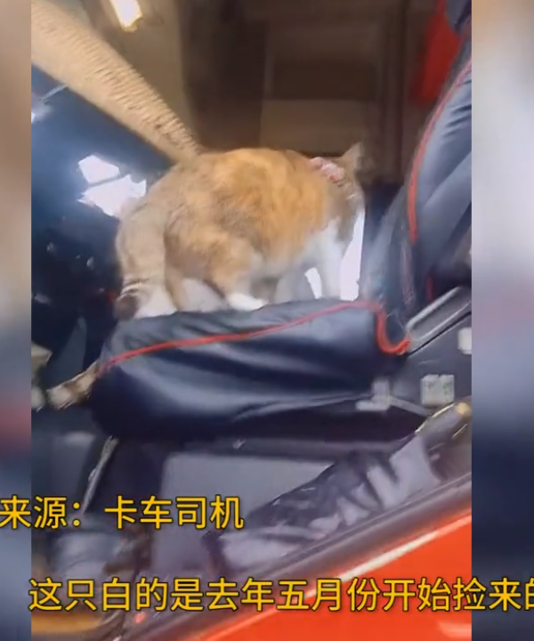 卡车司机路上收养2只流浪猫,服务区这一幕让众人们都"嫉妒"