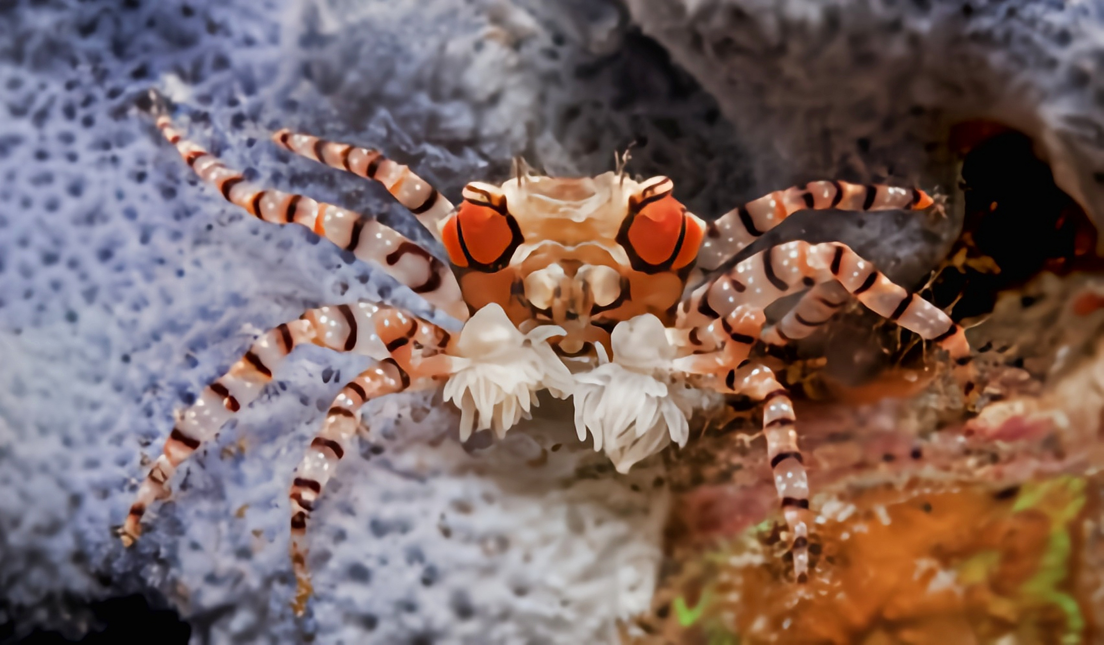 每天认识一种动物——拳击蟹 拳击蟹别名花纹细蟹,原产于印度洋东南亚