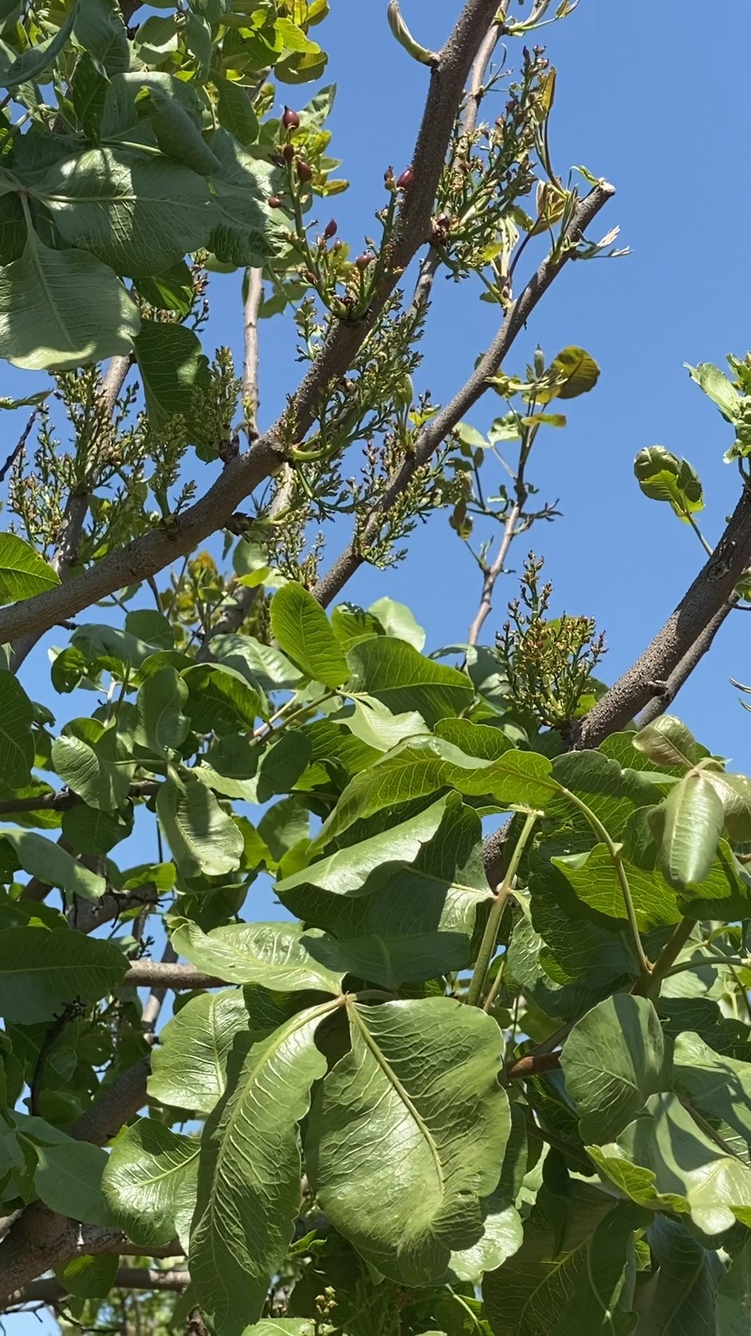 原来小时候的开心果是这个样子,而且是紫色的,它的叶子也很漂亮.