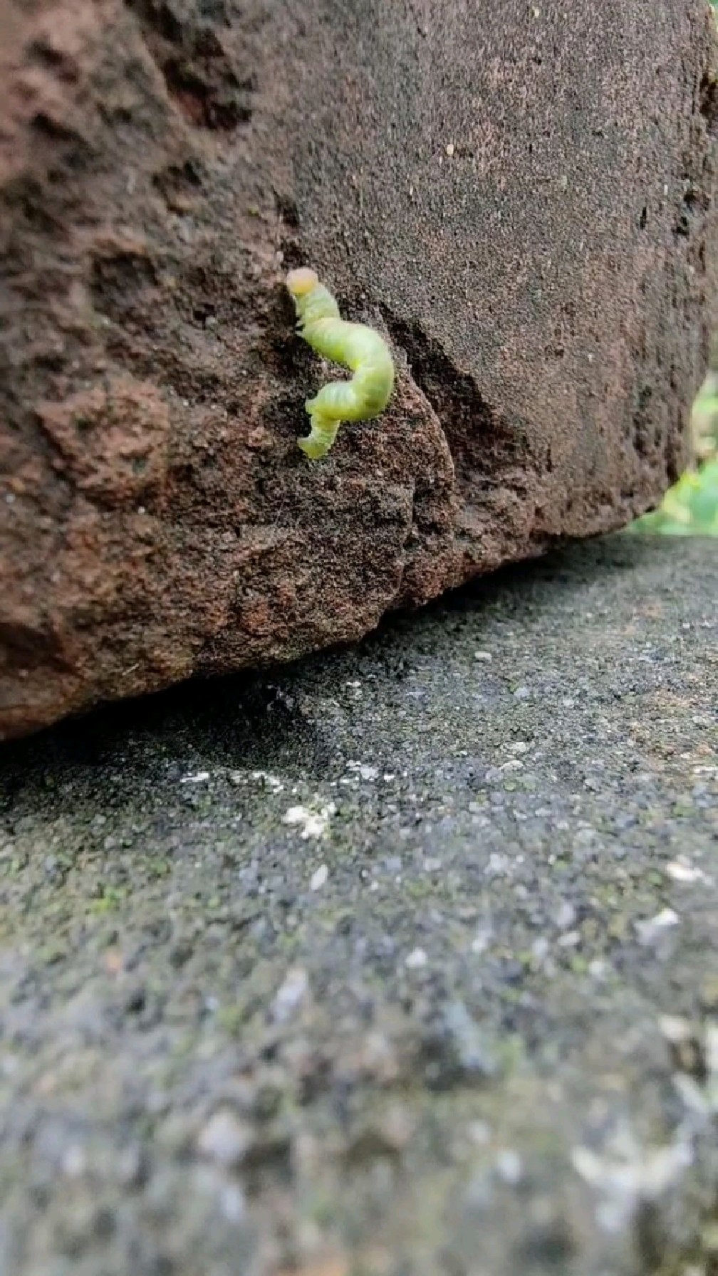 尺蠖 俗称弓背虫,量尺虫,拱桥虫,吊死鬼等等-度小视