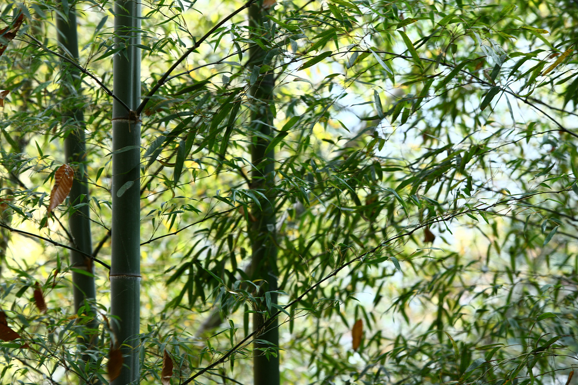 《驱车上东门》 驱车上东门,遥望郭北墓. 白杨何萧萧,松柏夹广路.