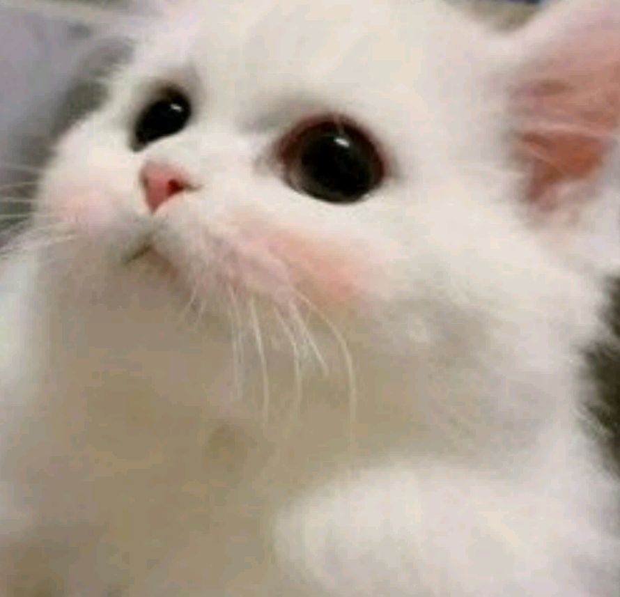 猫咪祝福我升职加薪吧