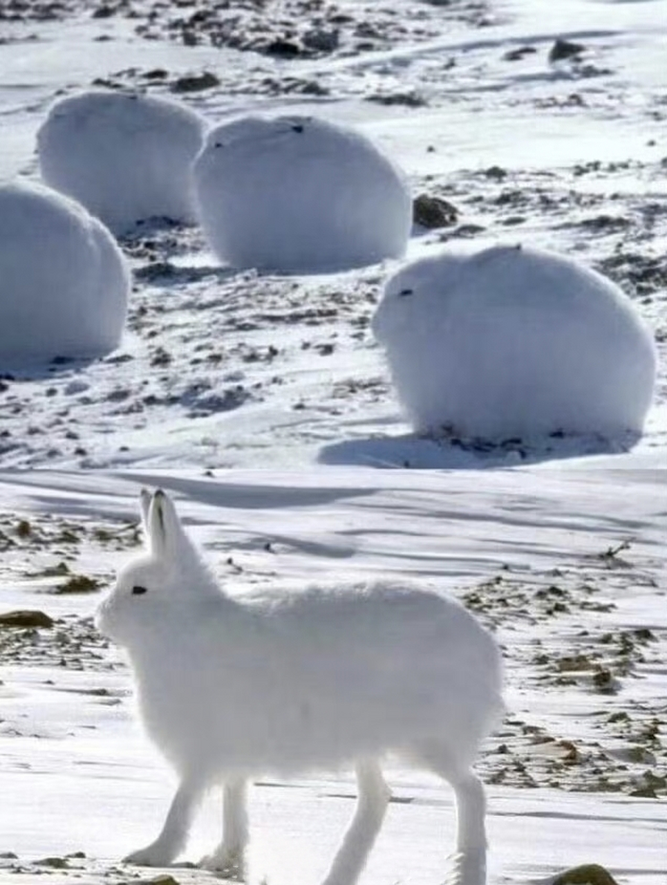 冬天到了,长腿北极兔出来活动了[比耶] 67