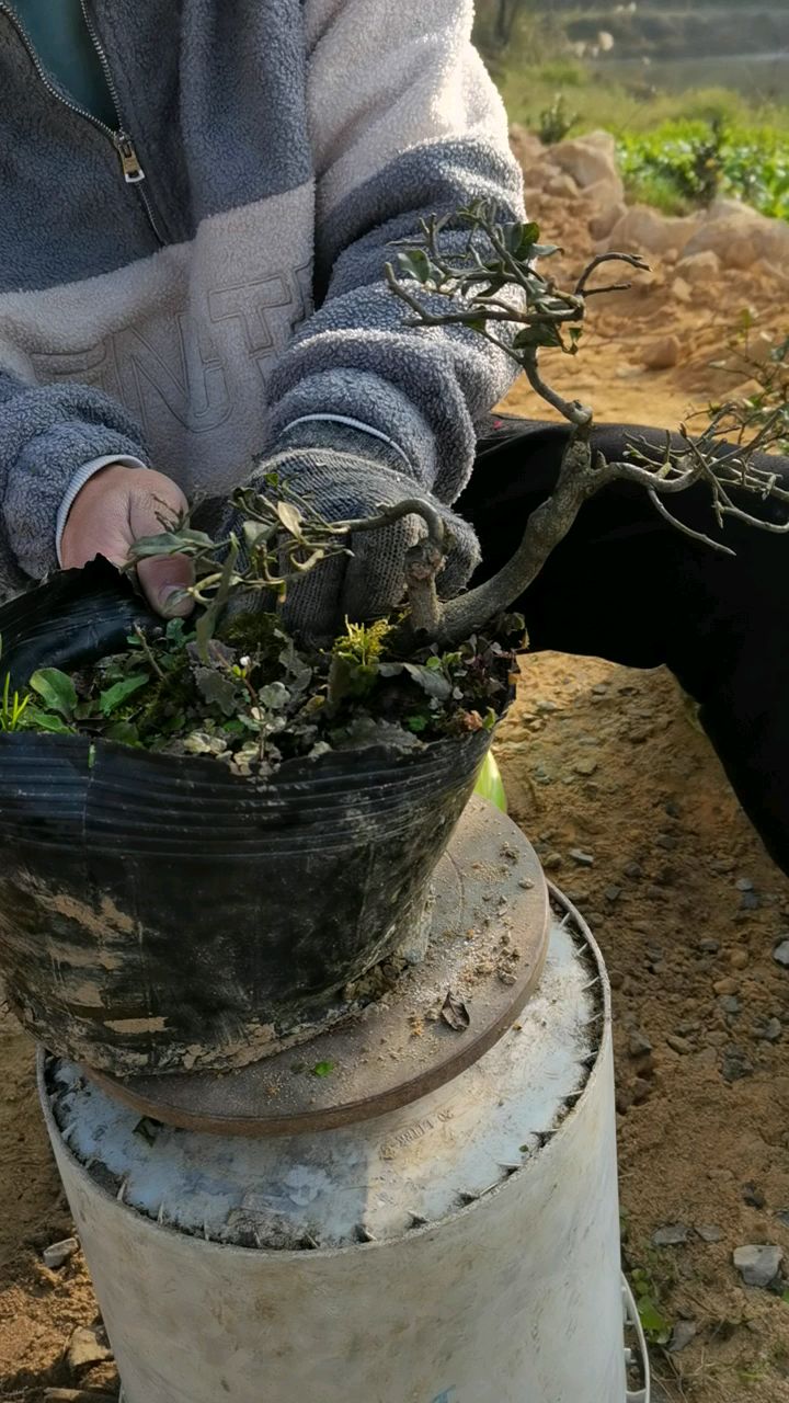 金弹子精品原生母桩