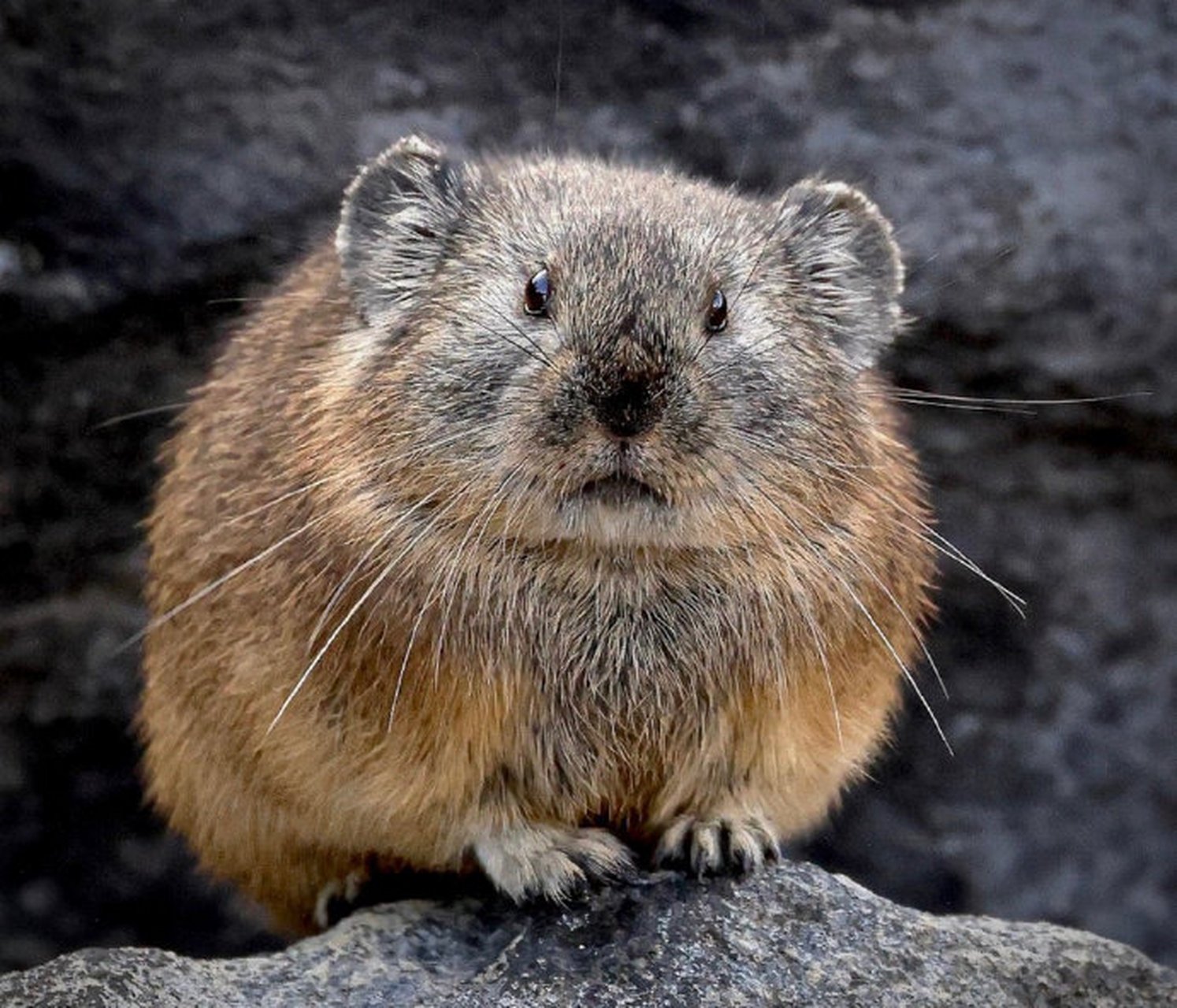 这是什么动物?真的好呆萌!