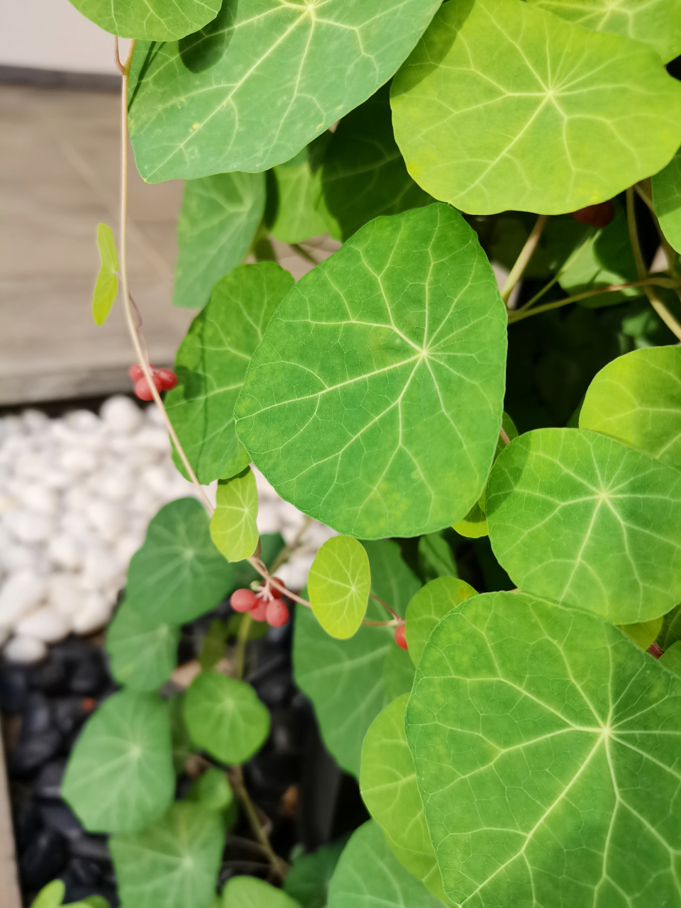 金线吊乌龟,是防己科千金藤属植物.