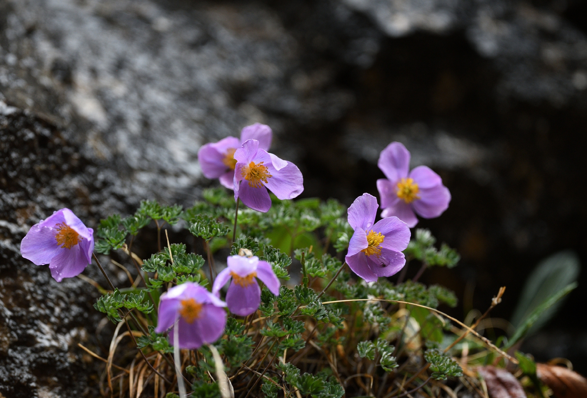 拟耧斗菜 paraquilegia microphylla 毛茛科 拟耧斗菜属,盛开在大山