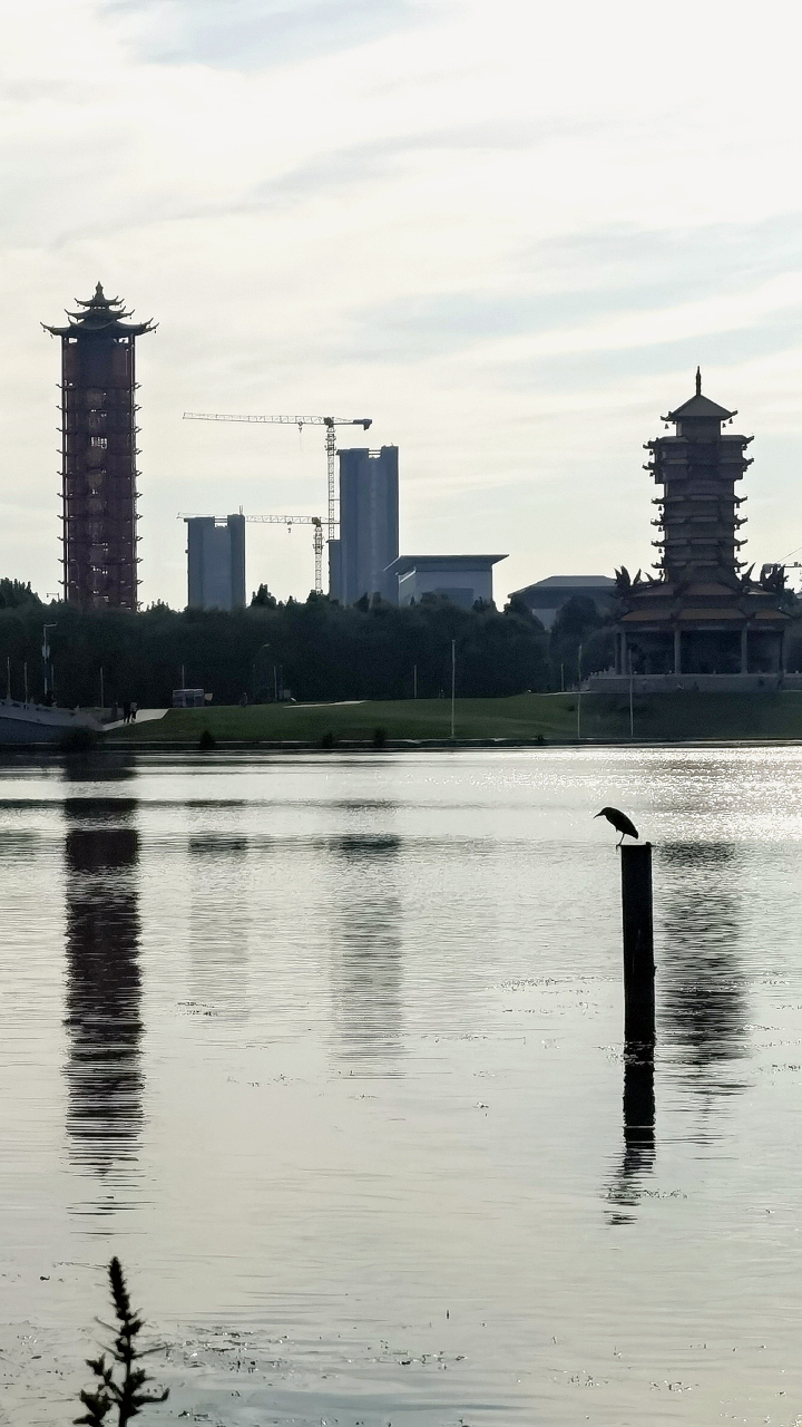 唐山惠丰湖的鸟是越来越多,生态好了,边遛弯就能随手拍到可爱的小鸟