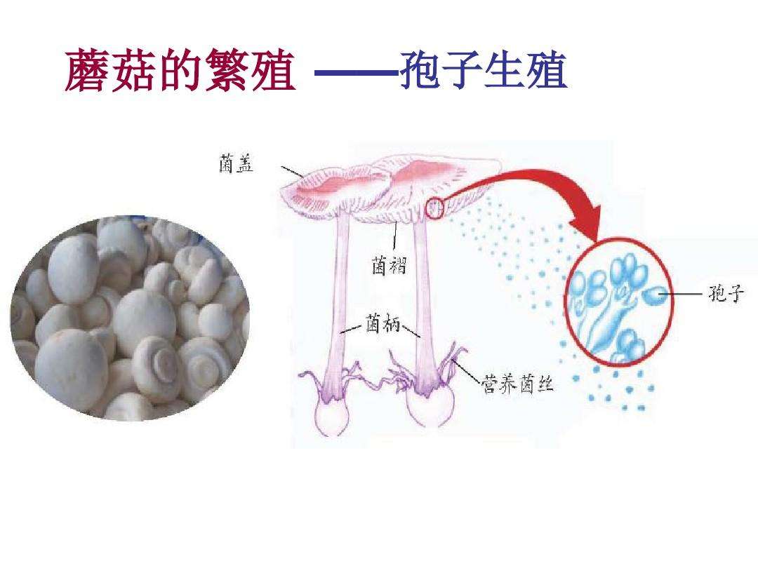 生物繁殖方式——植物篇