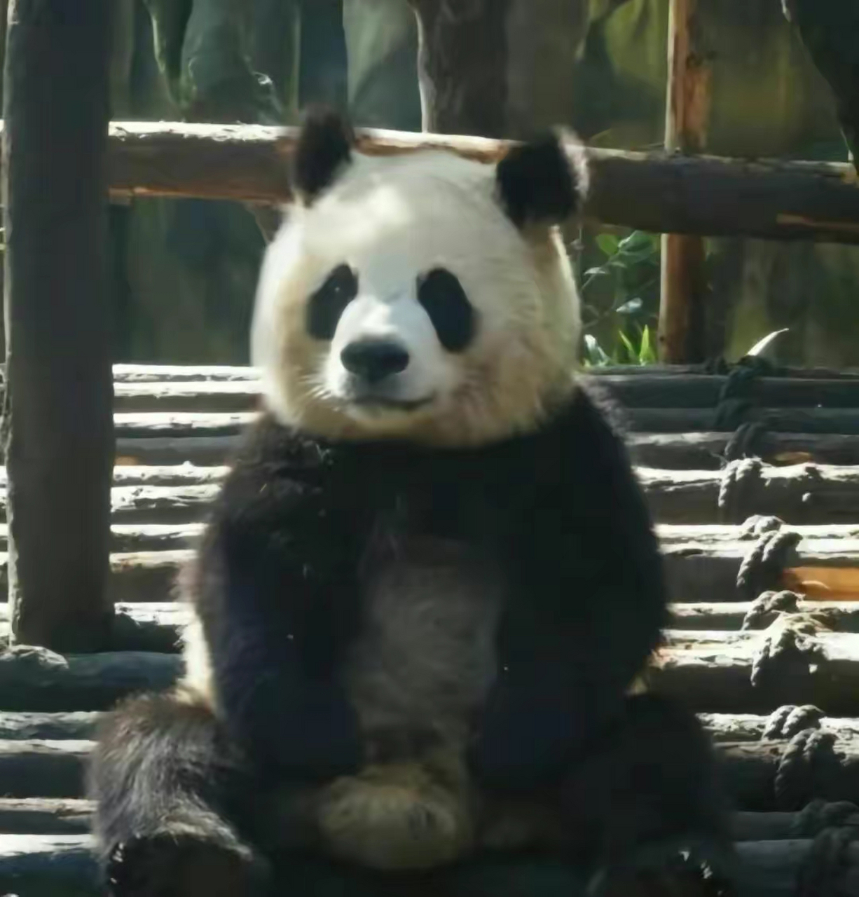 认识一只大熊猫——圆润,挖煤三巨头之一,兼顶流女星花花干妈!