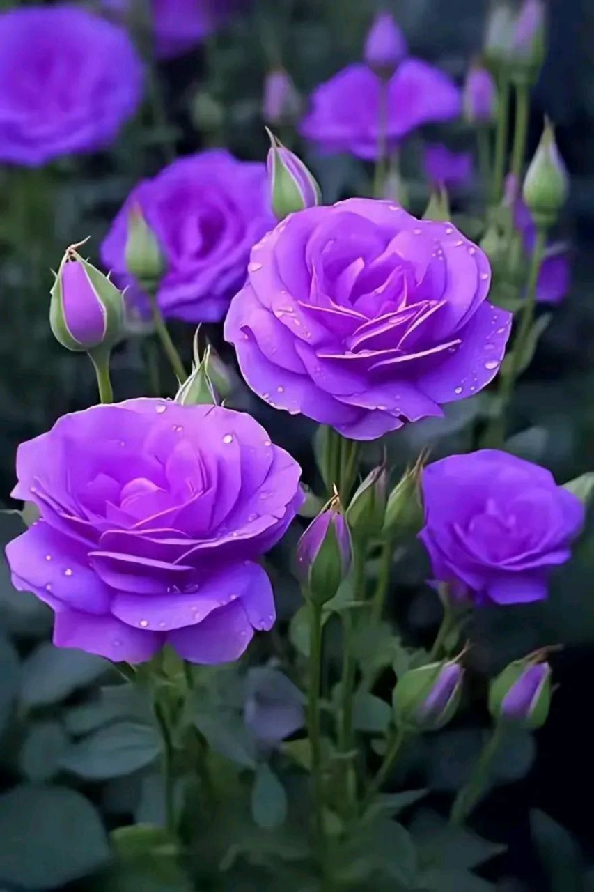 紫色的洋桔梗,光鲜亮丽