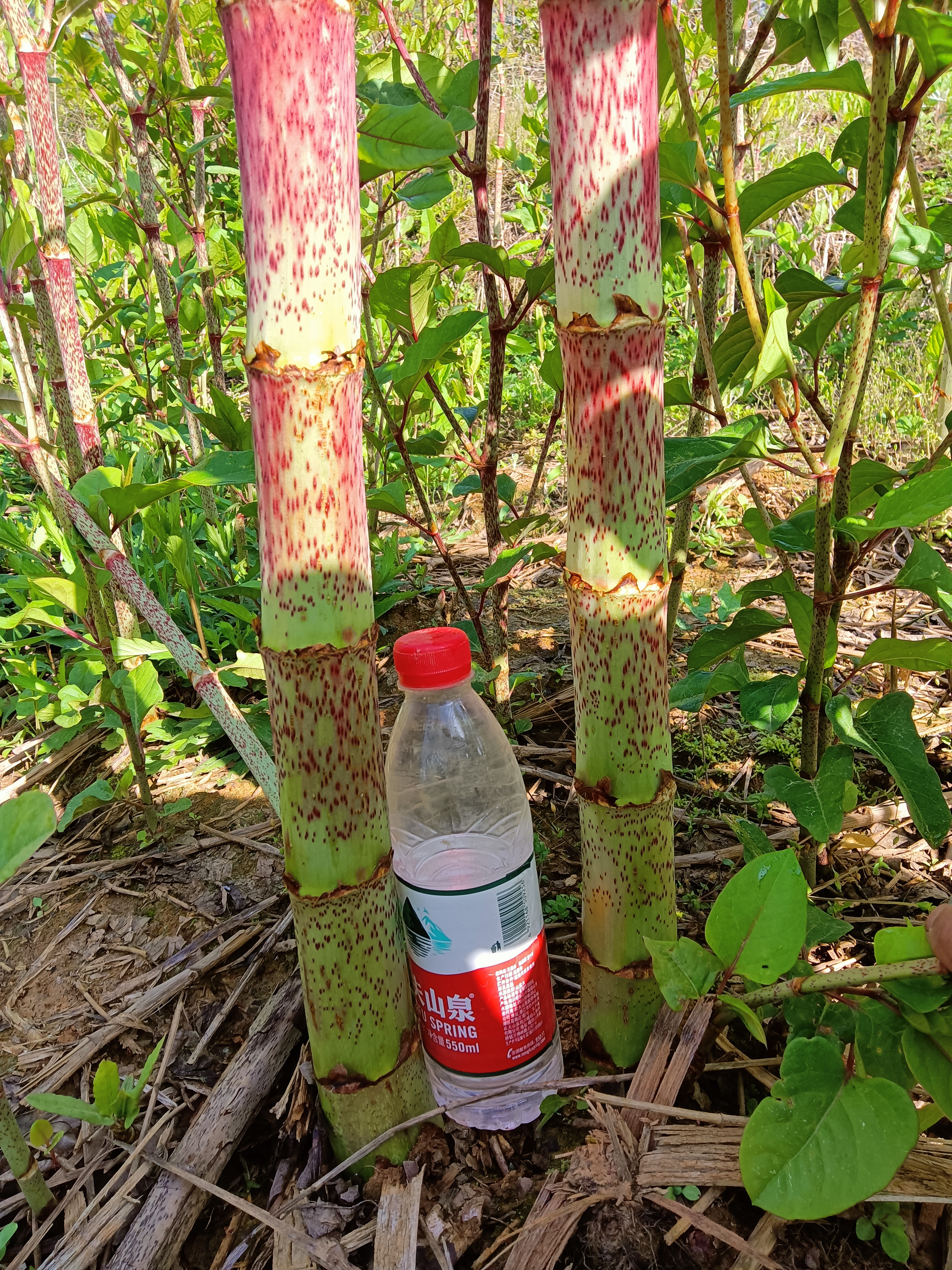 花斑竹笋又大又红的花斑竹笋