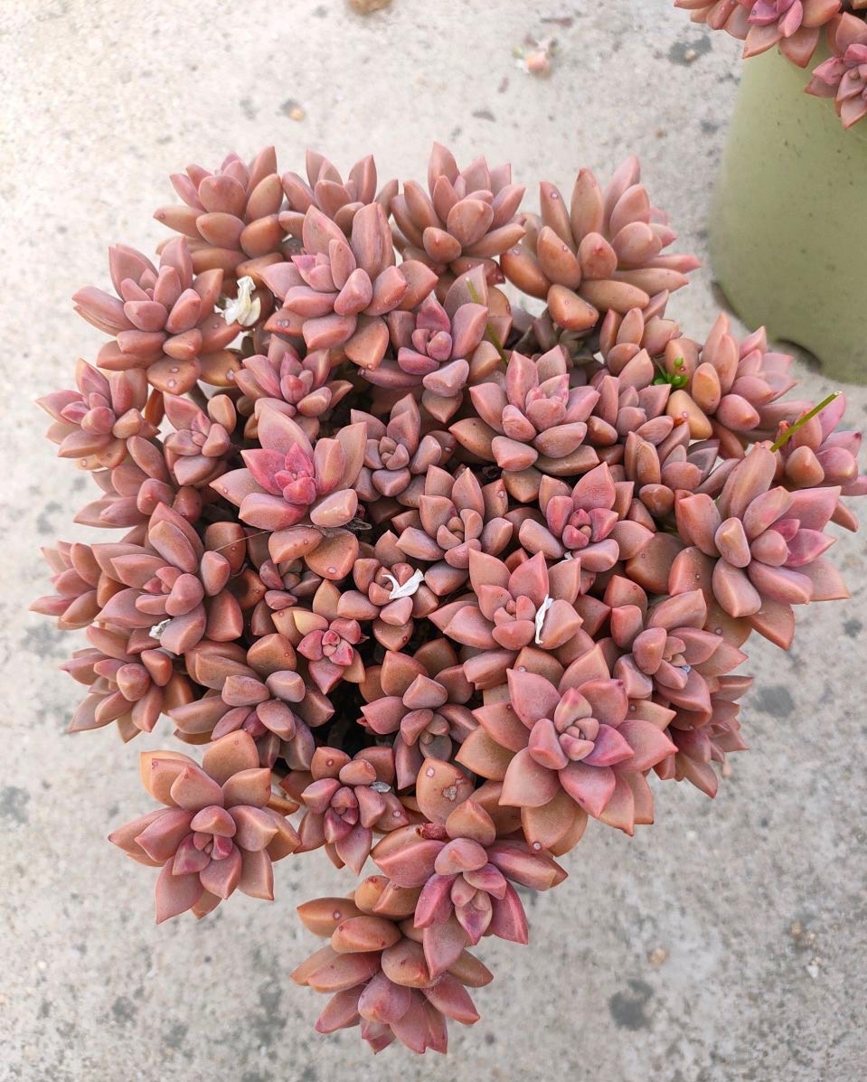 对普货姬胧月情有独钟,叶插好多盆,紫红色的状态真是太美了