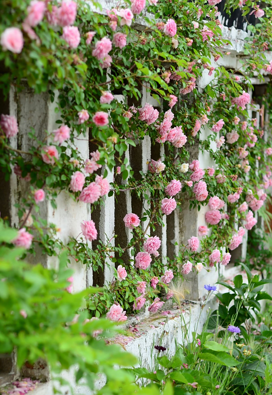 一年一度,我有一片月季墙盛开,"保罗诺尔"拥有菊花瓣型的古典蔷薇品种
