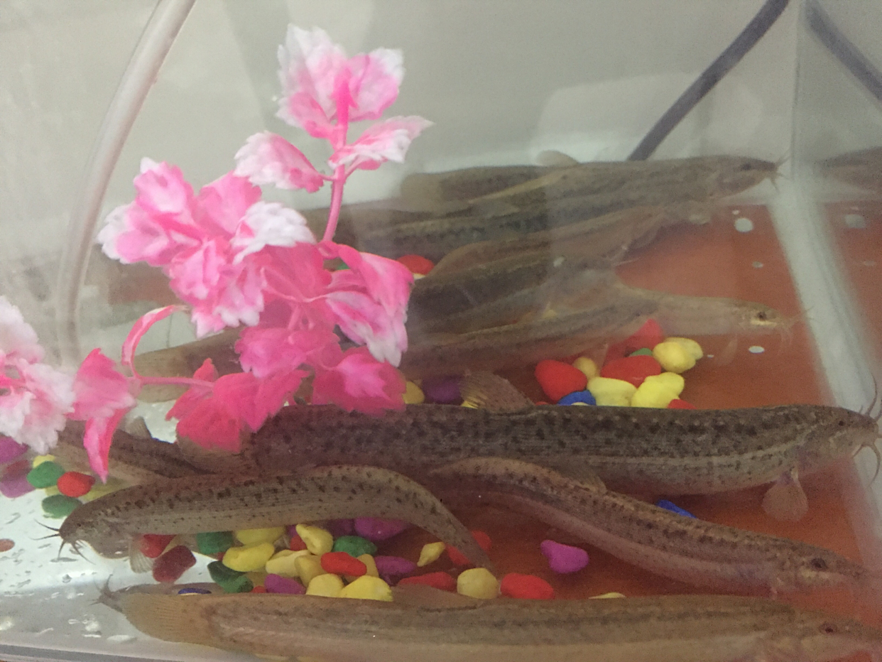 38条泥鳅养鱼缸里,本来养着吃的,处出感情了不忍心吃了咋办?