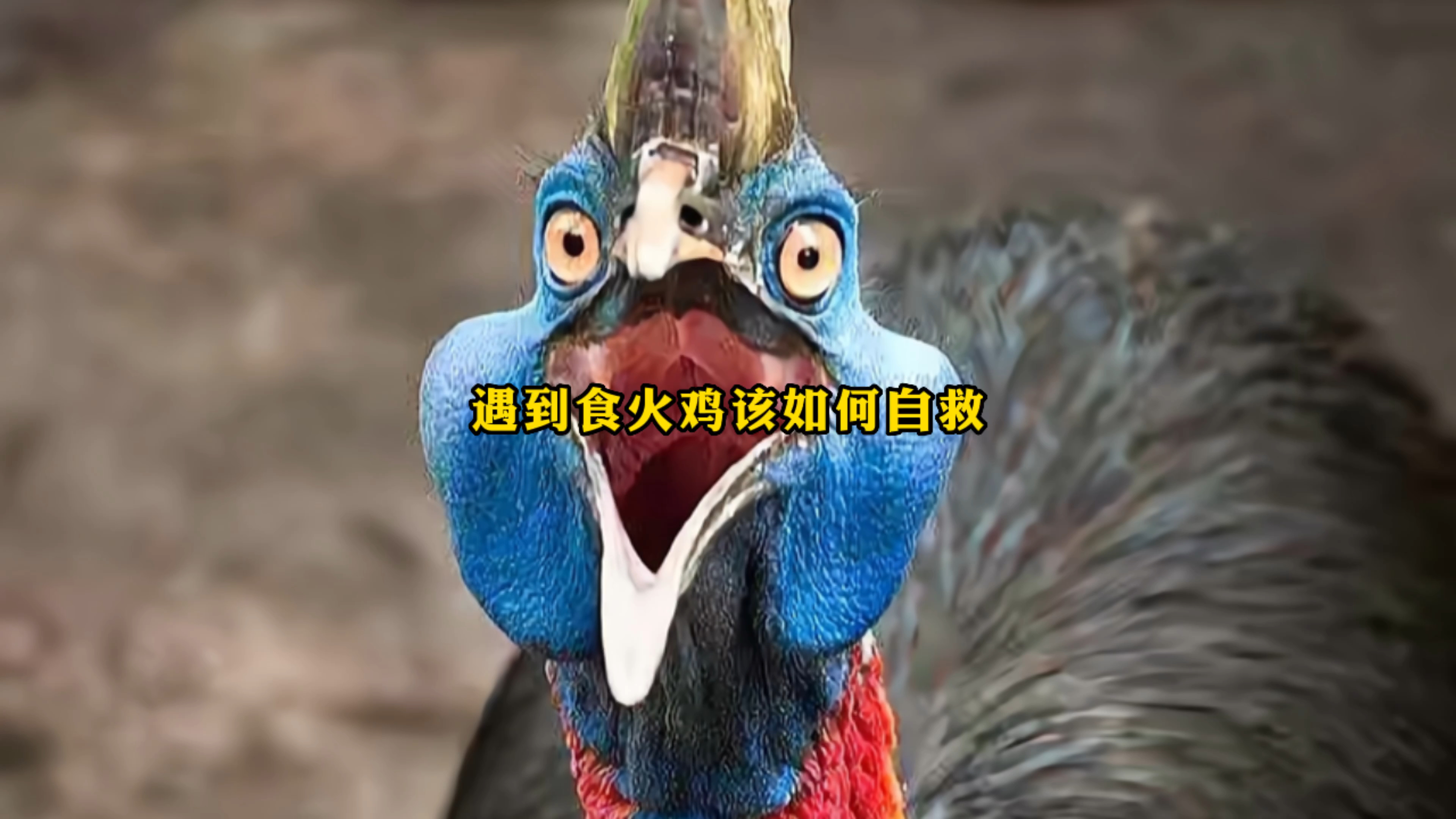 如果遇到食火鸡,该如何自救