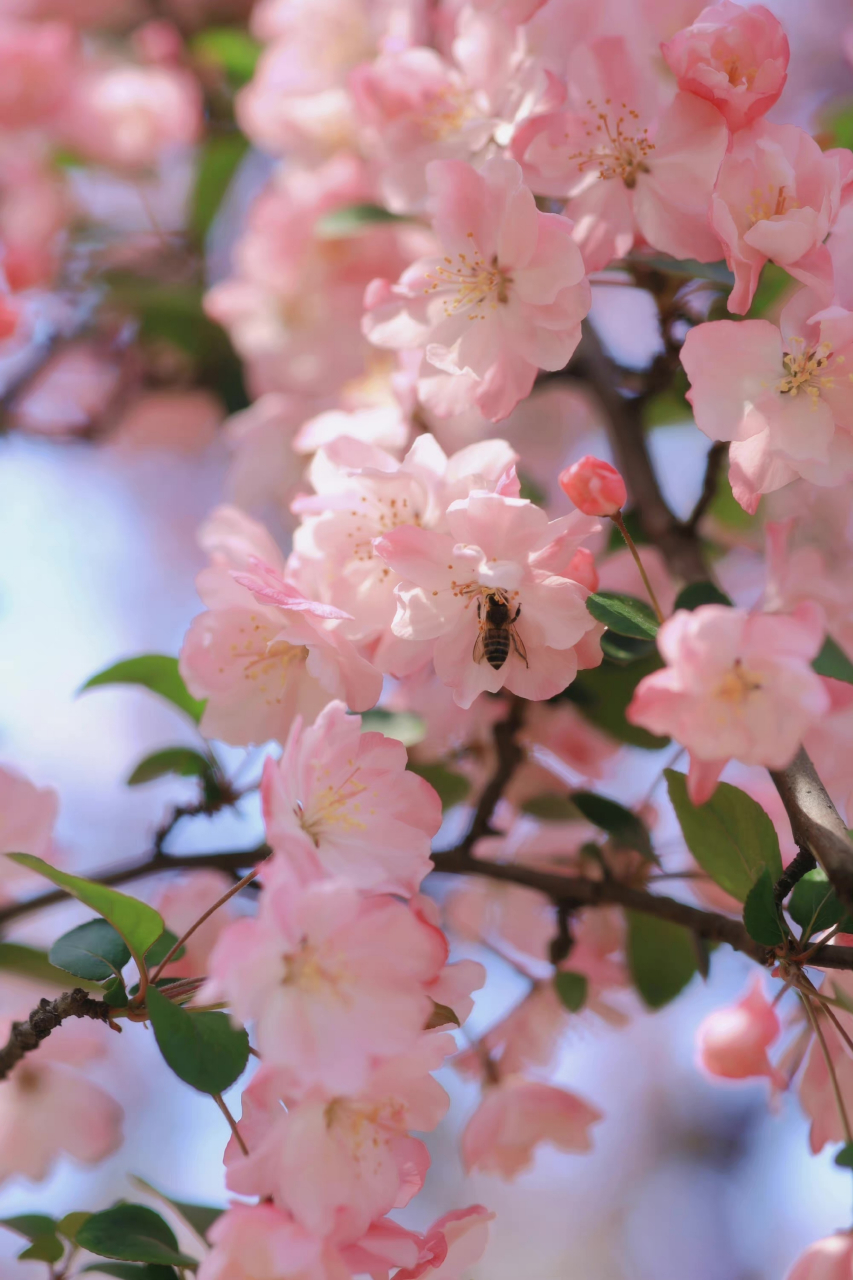 95后小姑娘问我们,如果哥哥或者弟弟买车,会支援多少?