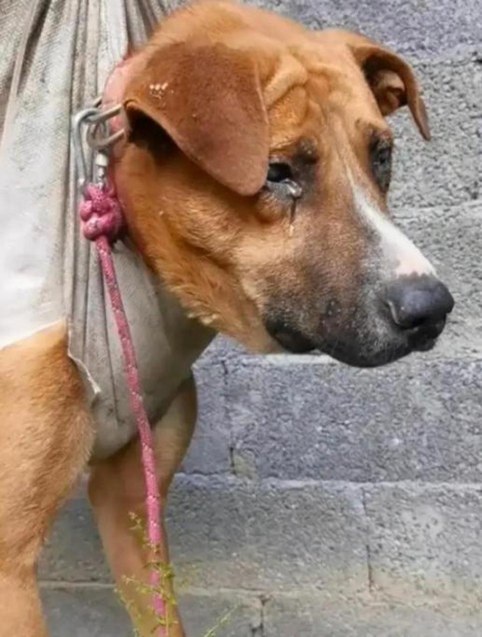 狗子那双幽怨的眼神.